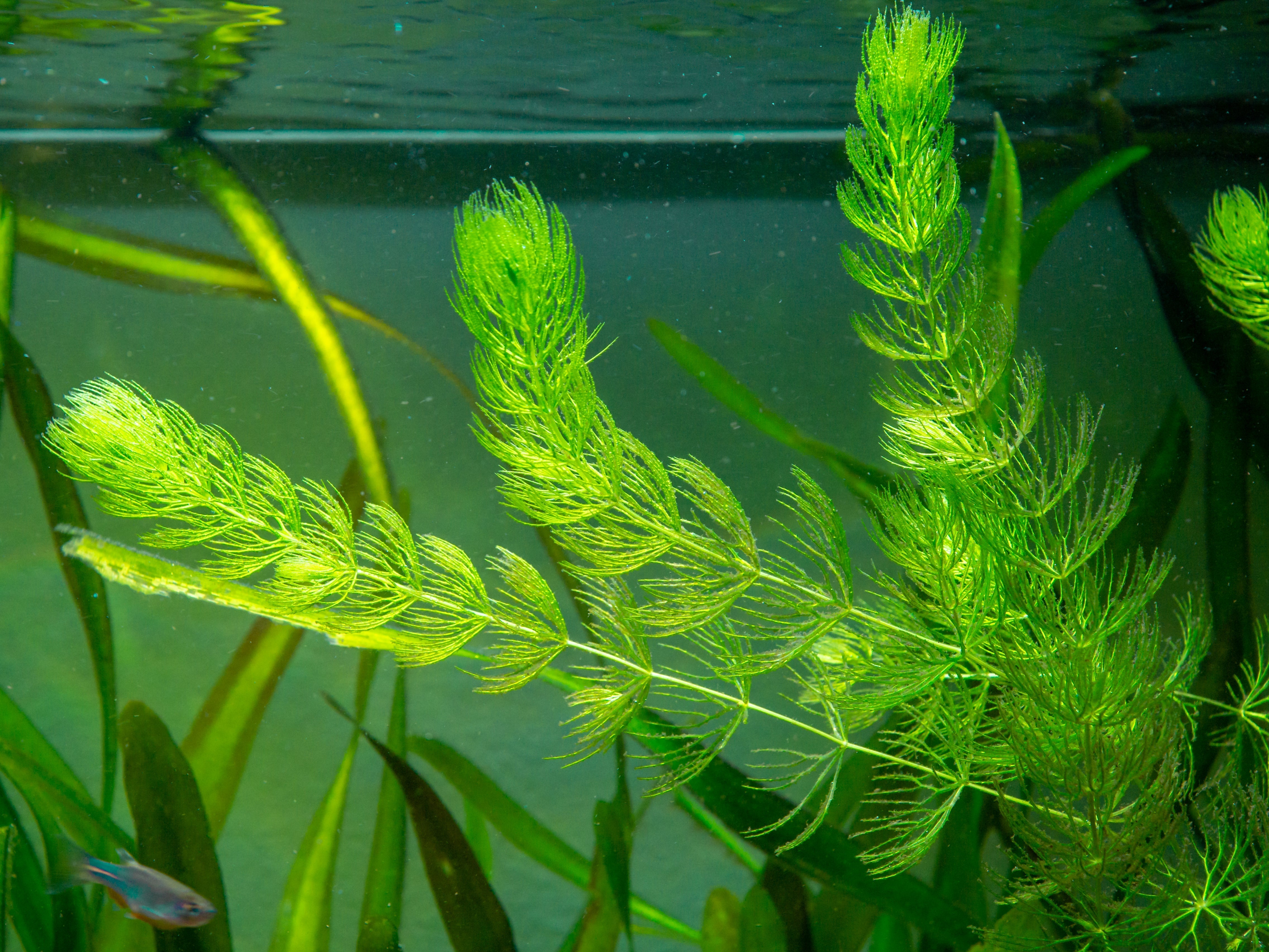 hornwort, hornworts, hornwort plant, ceratophyllum demersum, hornwort care, hornwort aquarium, hornwort in aquarium, hornwort aquarium plant, hornwort floating, hornwort aquatic plant, ultimate care guide for hornwort plant