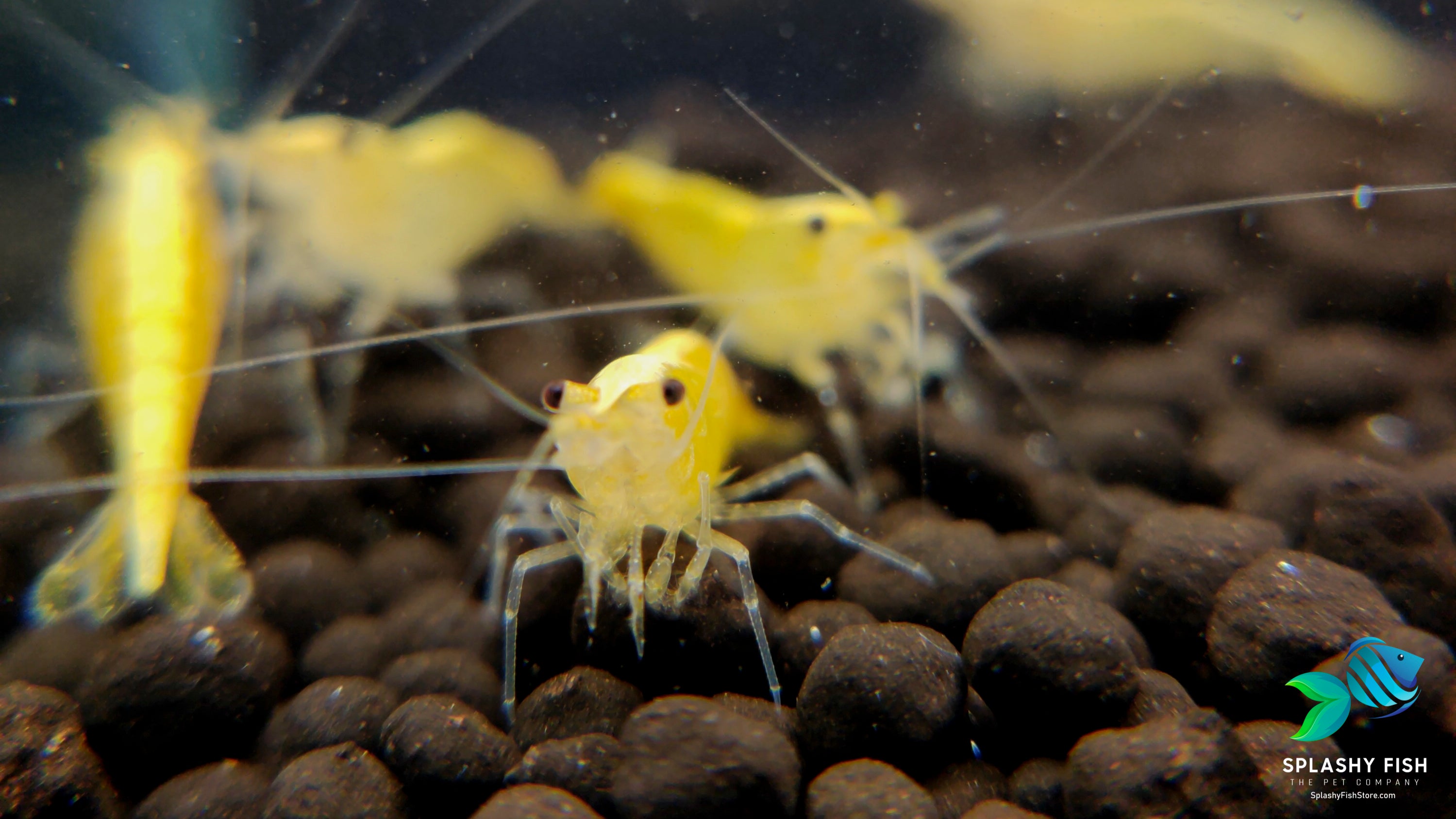 Golden Yellow Back Shrimp | Care Guide 