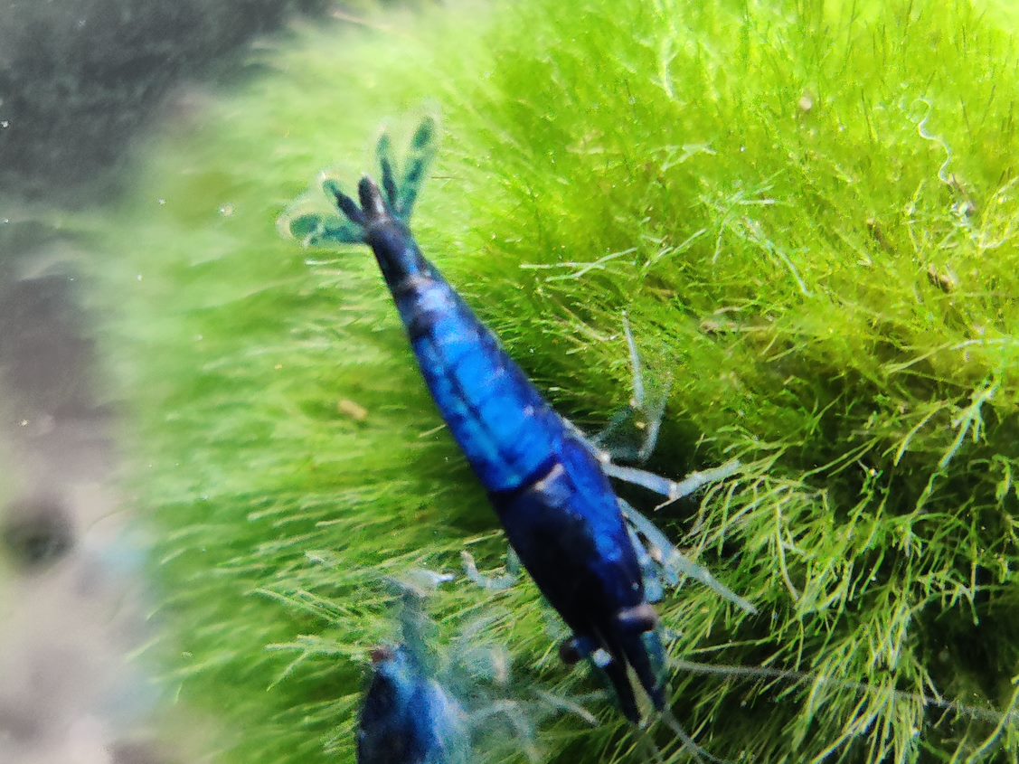CARE GUIDE FOR MOSS PLANTS