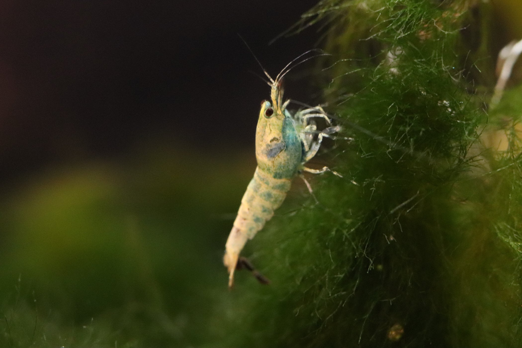 Blue bolt finding food on moss 