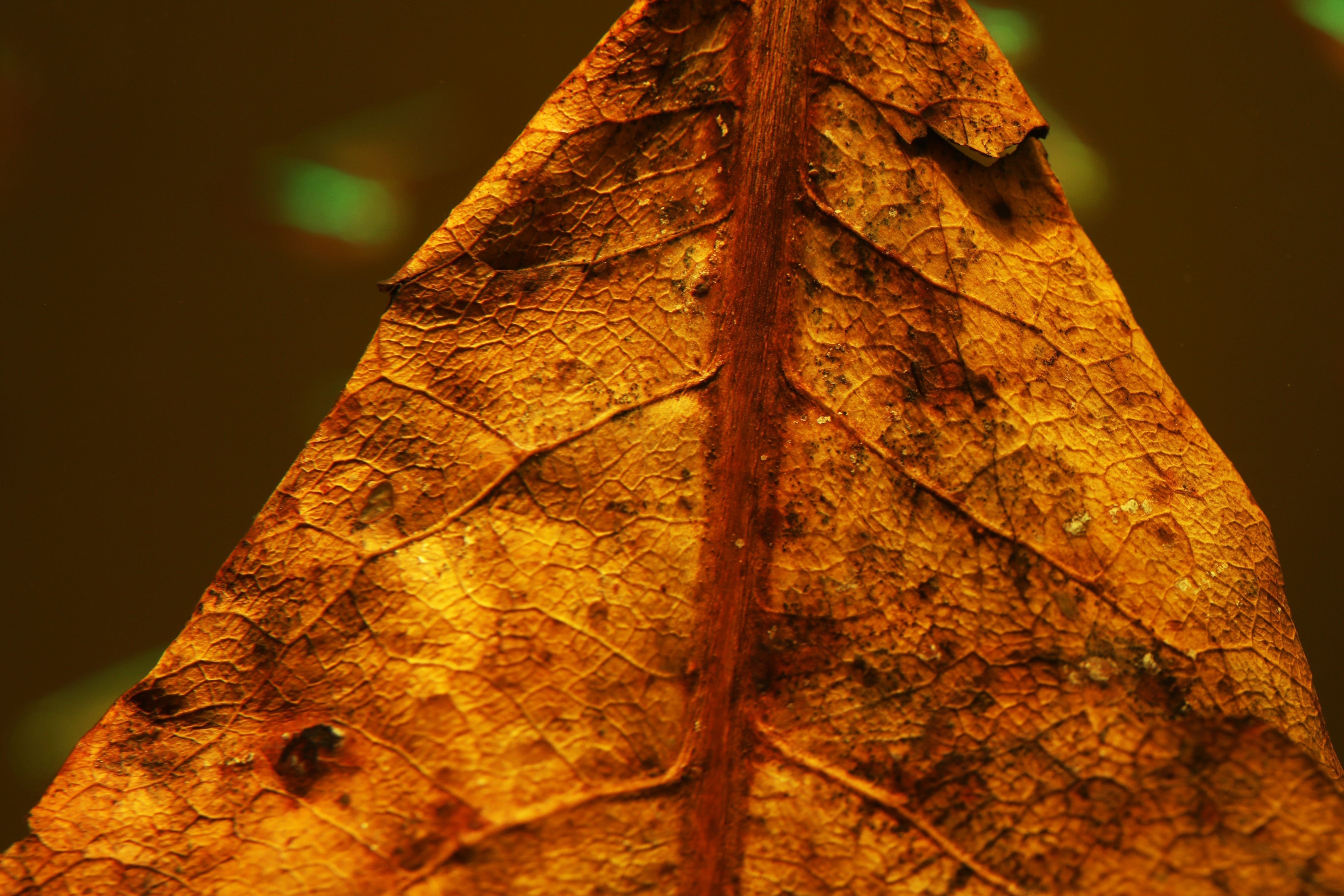 indian almond leaves, catappa leaves, indian almond, almond leaves, almond leaves aquarium, almond leaf, indian almond leaf, betta leaves, indian almond leaves aquarium, almond tree leaf, almond leaves for aquarium