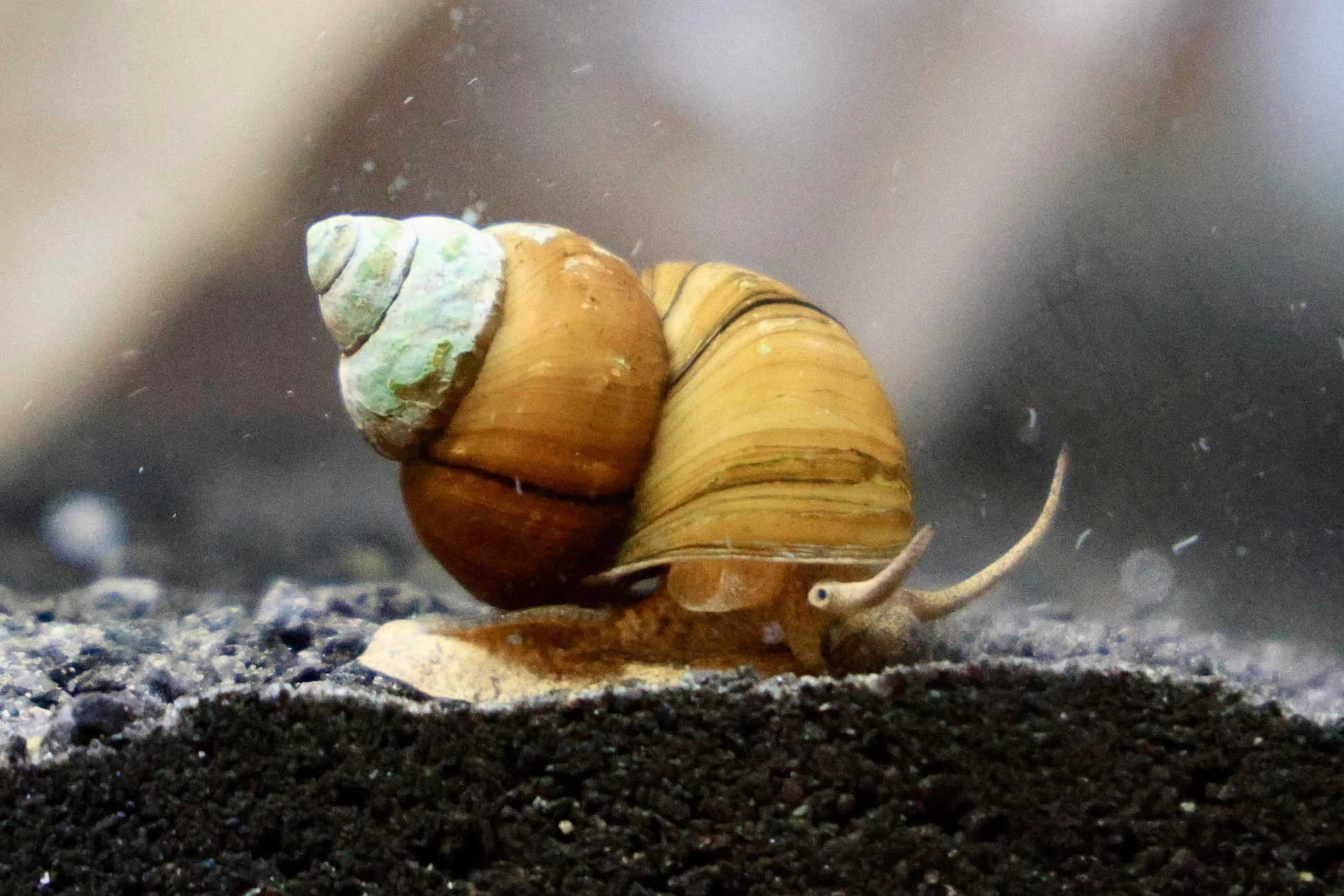 japanese trapdoor snail on aquarium substrate