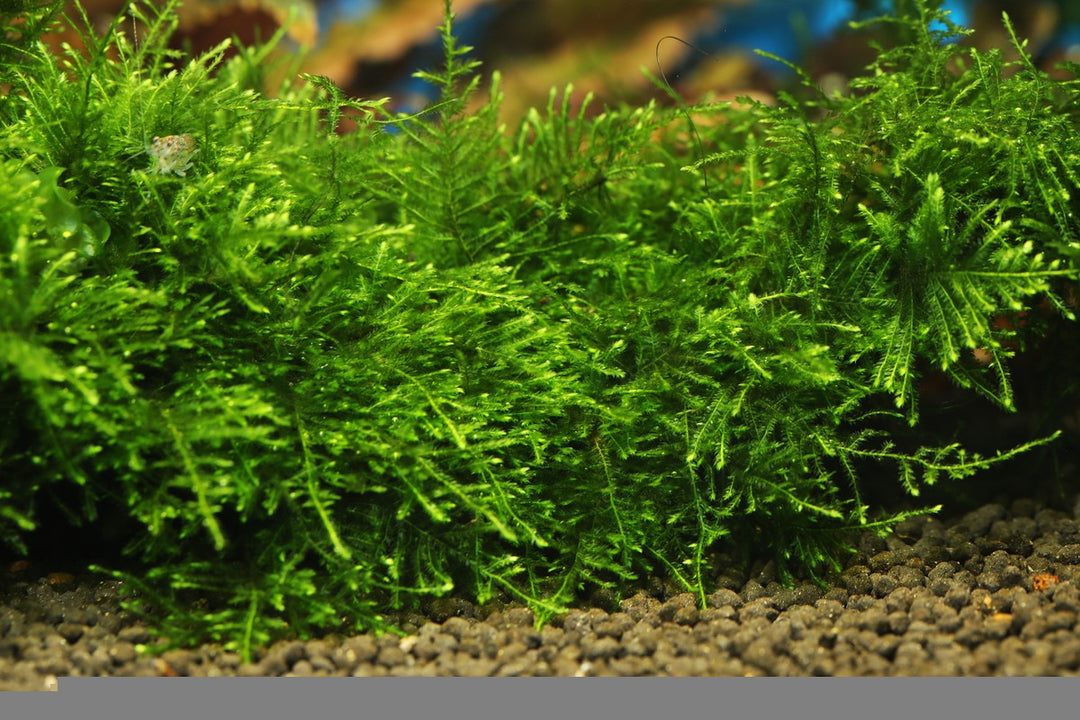 Java Moss (Taxiphyllum barbieri) in planted aquarium tank