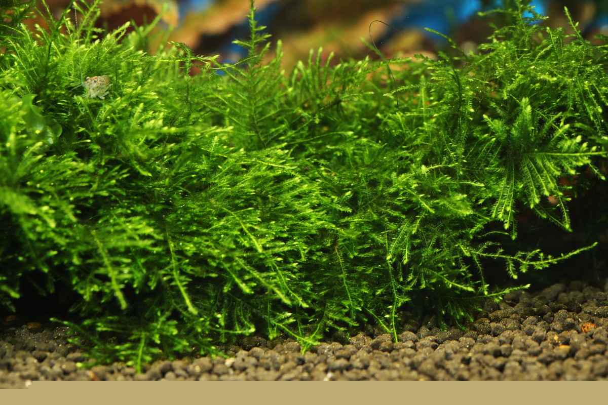 Java Moss (Taxiphyllum barbieri) in planted aquarium tank