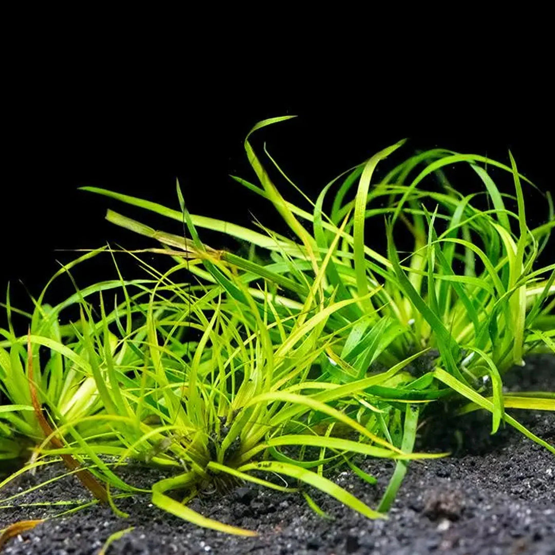 Juncus Repens (Creeping Rush) Aquarium Plants