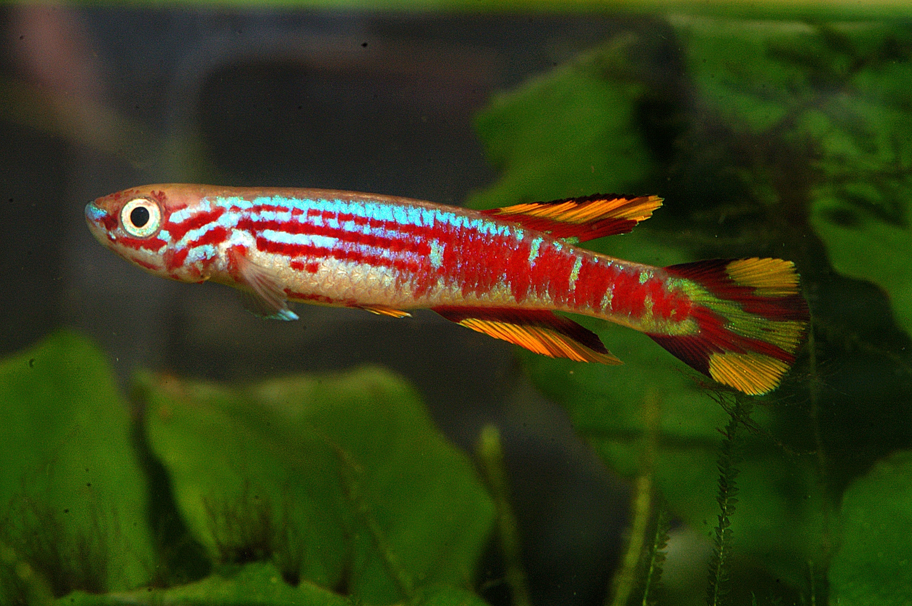 killifish, killfish, killifish tank mates, killifish size, freshwater killifish, killifish care, killifish lifespan, killifish eggs