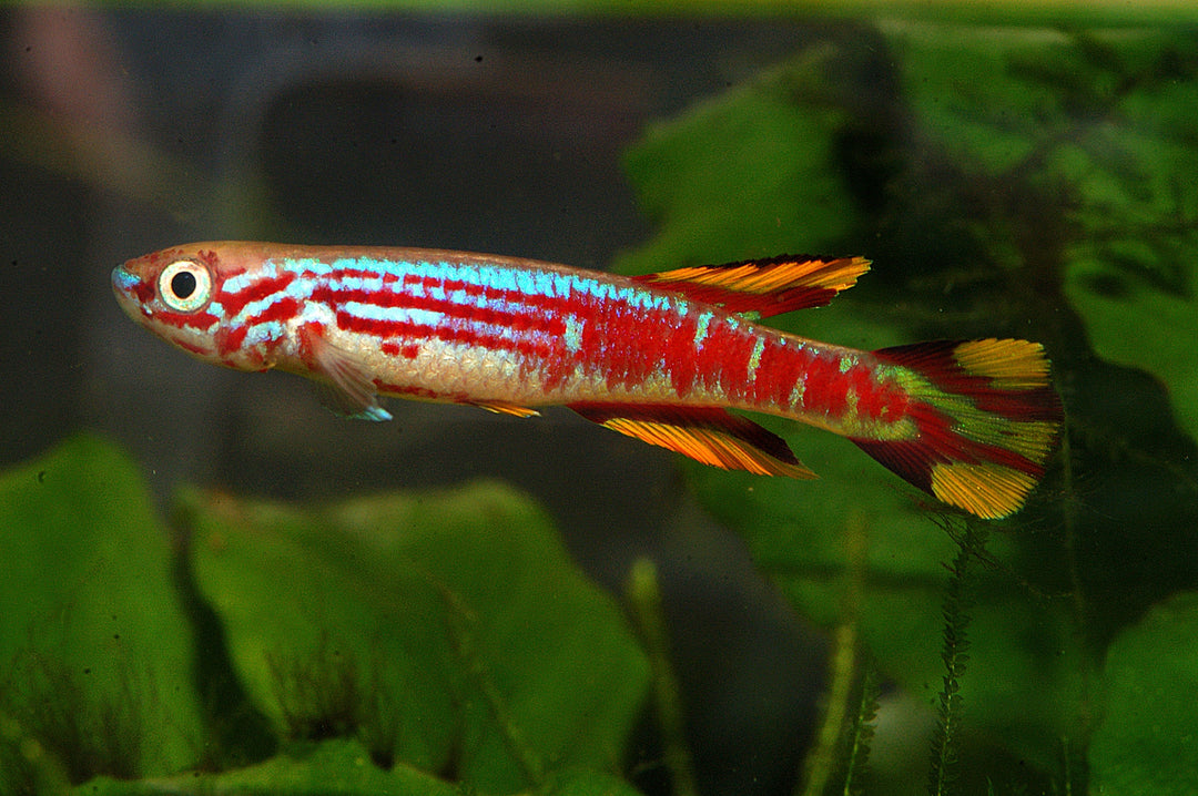 killifish, killfish, killifish tank mates, killifish size, freshwater killifish, killifish care, killifish lifespan, killifish eggs