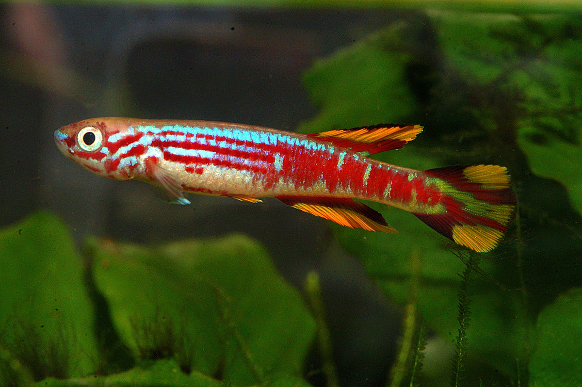 Ultimate Care Guide for Killifish – Splashy Fish