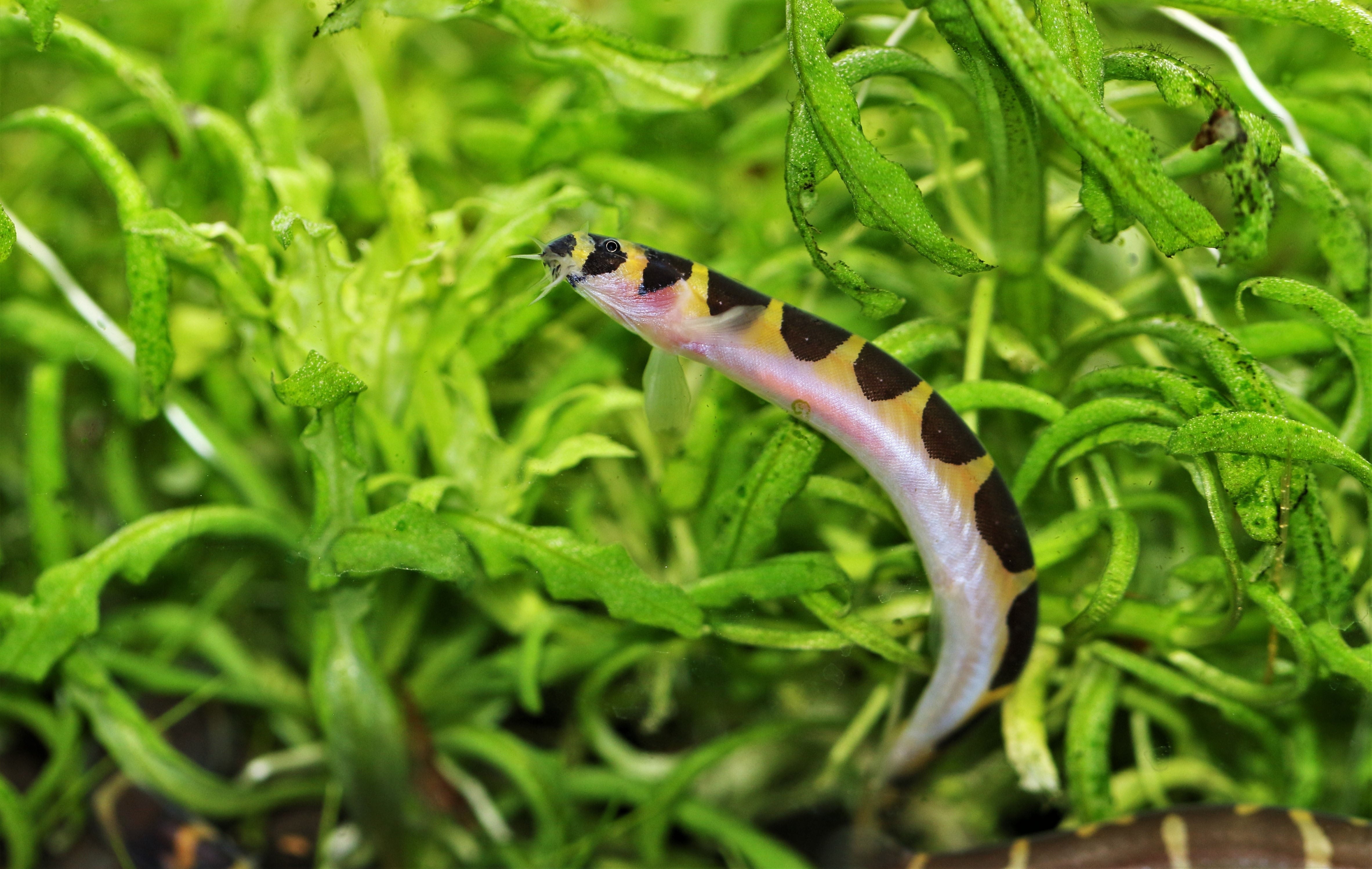 Java Loach Fish Ultimate Care Guide for Your Loach Fish – Splashy Fish