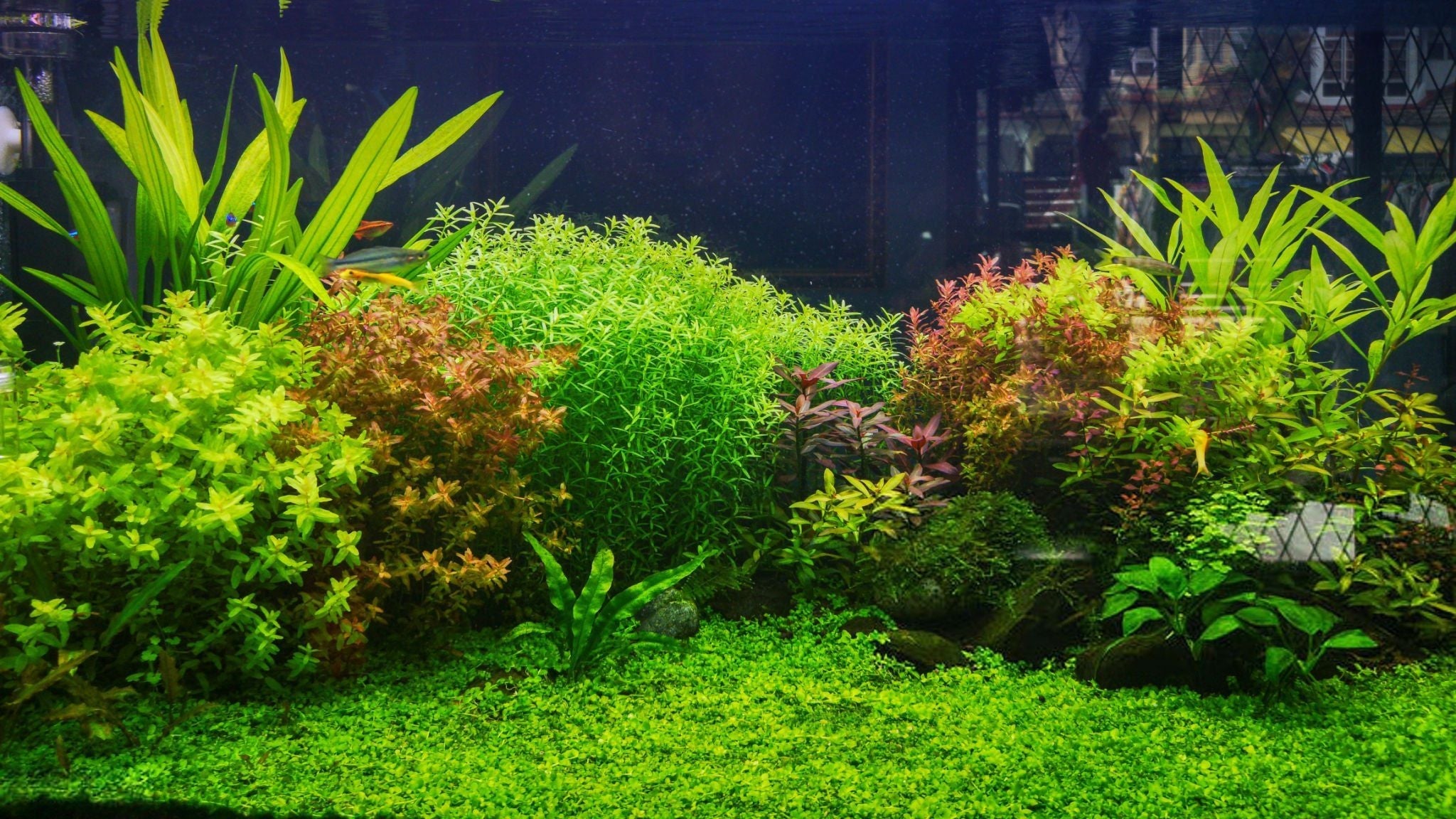 planted tank, planted aquarium, aquarium tank, how to start a nitrogen cycle for beginners, nitrogen cycle for aquarium, fishless cycle