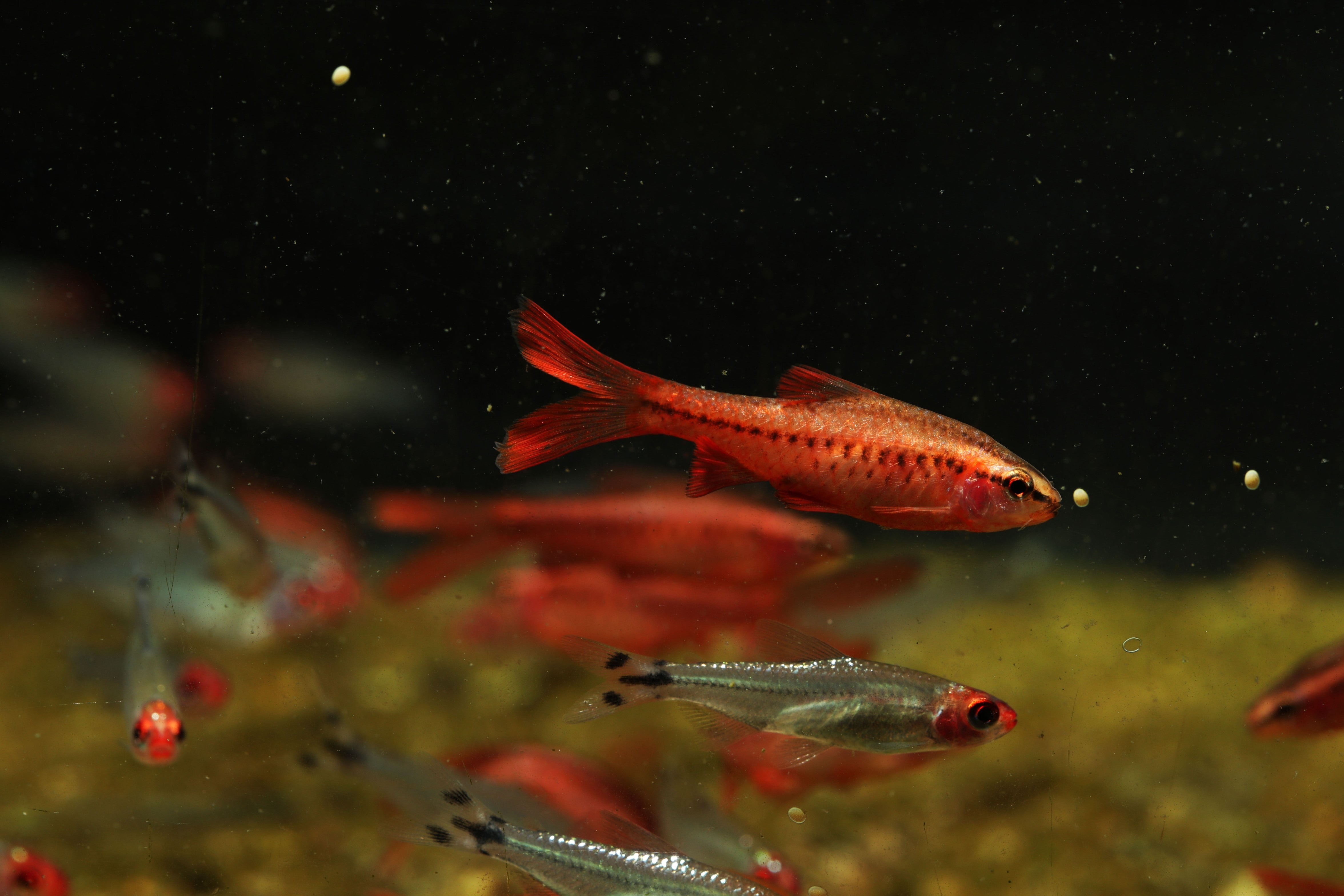cherry barb and tetras in aquarium tank4