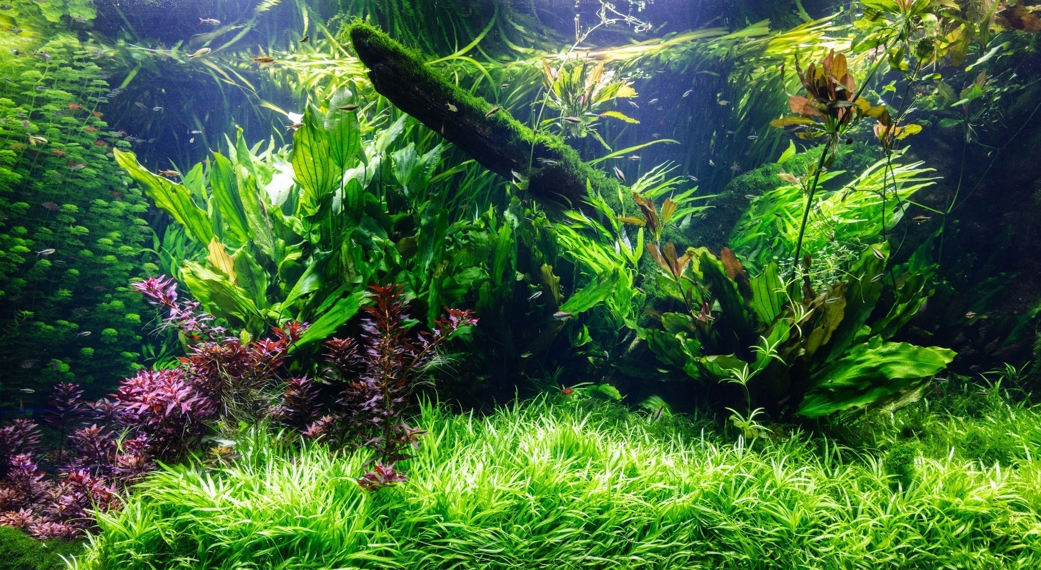 Stunning lush planted freshwater aquarium with vibrant green and red plants