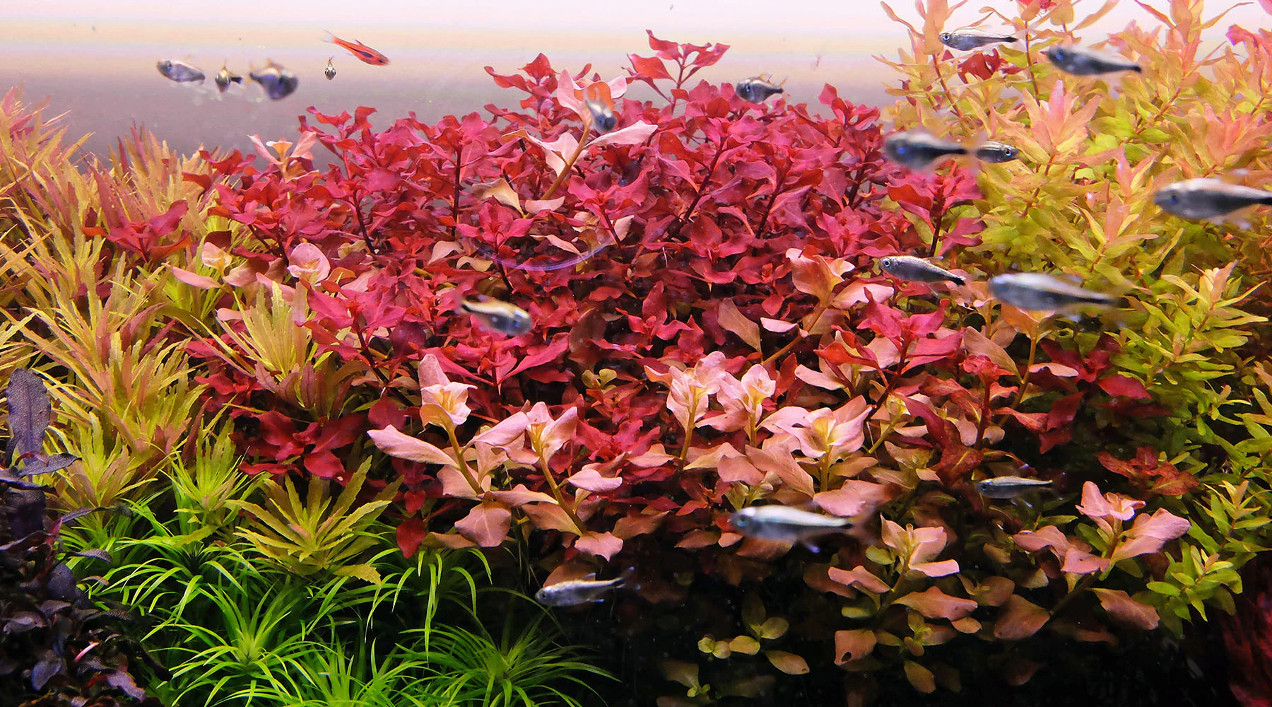 Ultimate Care Gudie for Ludwigia Palustris Aquarium Plant, Ludwigia Plaustris Plant Care Guide, Ludwigia Palustris in aquarium tank