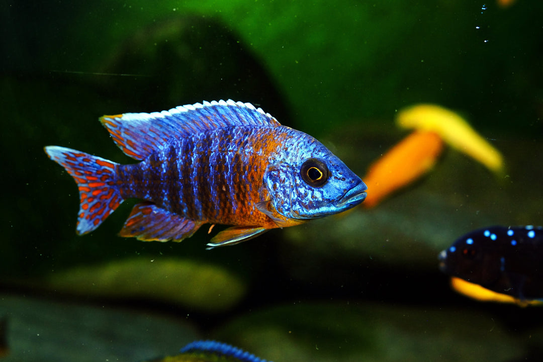 african cichlids, peacock fish, peacock cichlids, peacock cichlid types, lake malawi cichlids, freshwater cichlids, peacock cichlid tank, ultimate care guide for peacock cichlid fish, peacock cichlid care, blue peacock cichlid fish, peacock cichlid