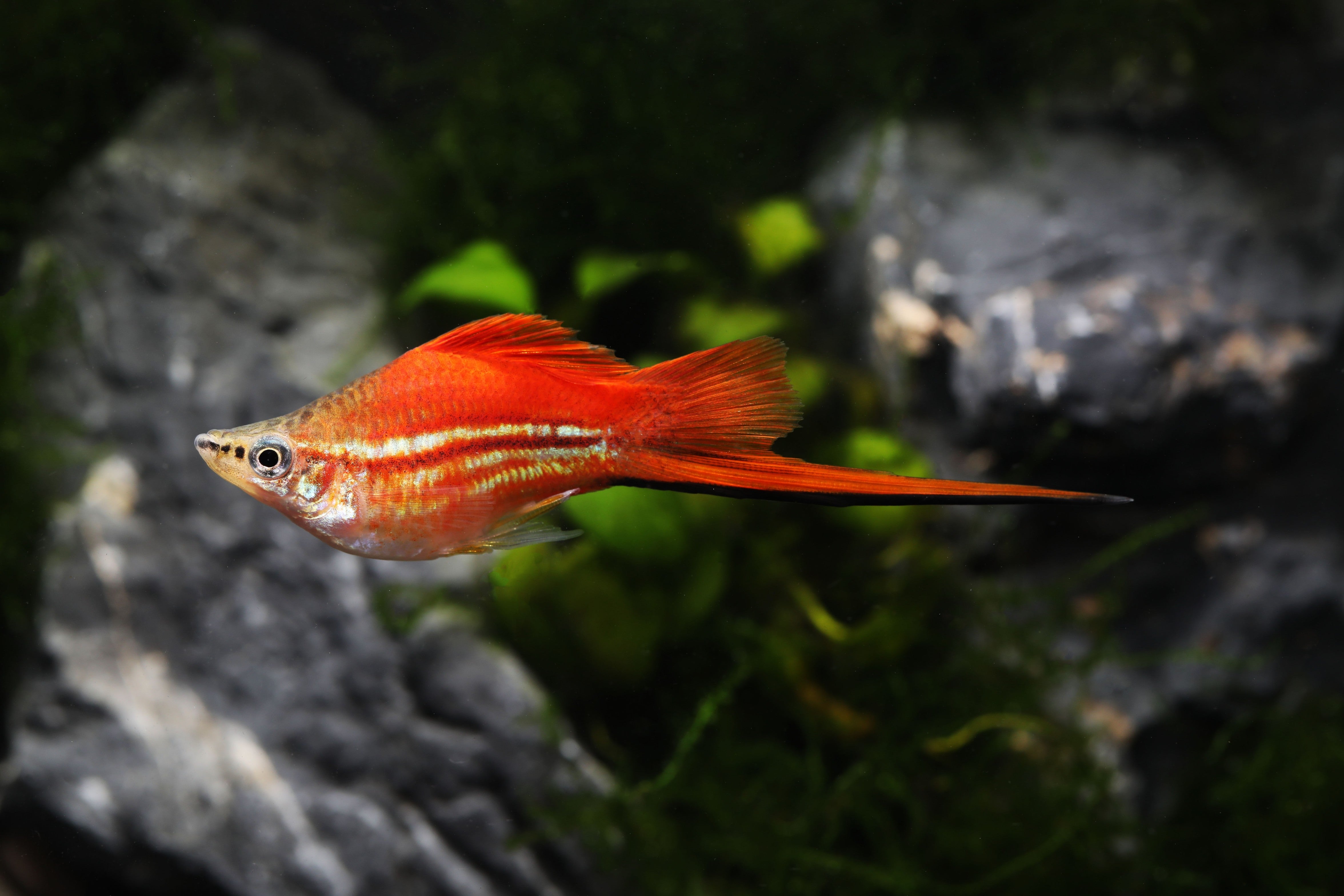 swordtail fish, swordtails, swordtail fish colors, freshwater swordfish, swordtail fish types, swordtail types, swordtail varieties, types of swordtail fish, swordtail, sword tail fish, lyretail swordtail, swordtail aquarium fish, types of swordtails