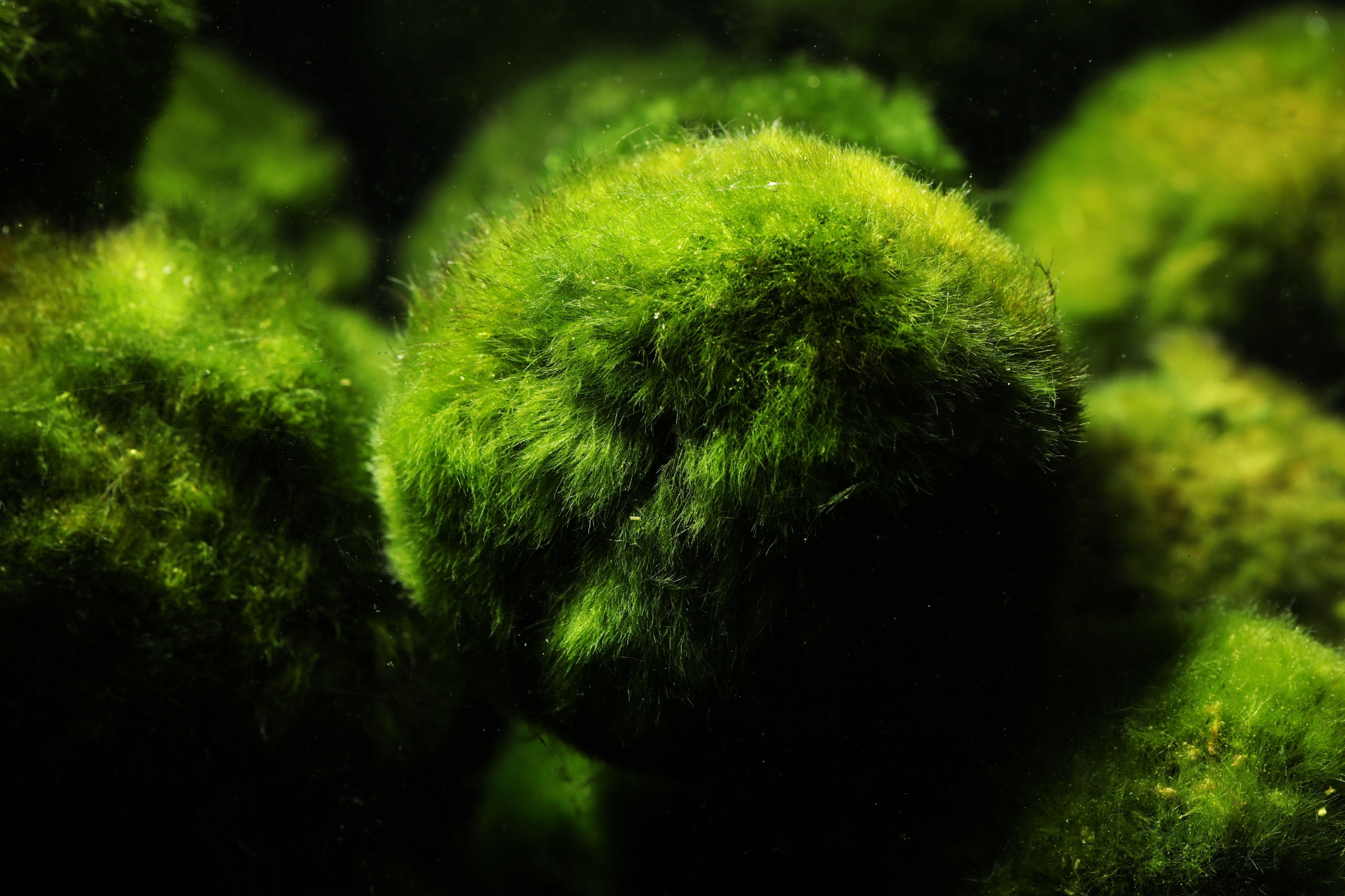 marimo moss balls care guide, ultimate care guide for marimo moss balls aquarium plant, marimo moss ball aquarium plants, moss ball, marimo moss ball aquatic plant