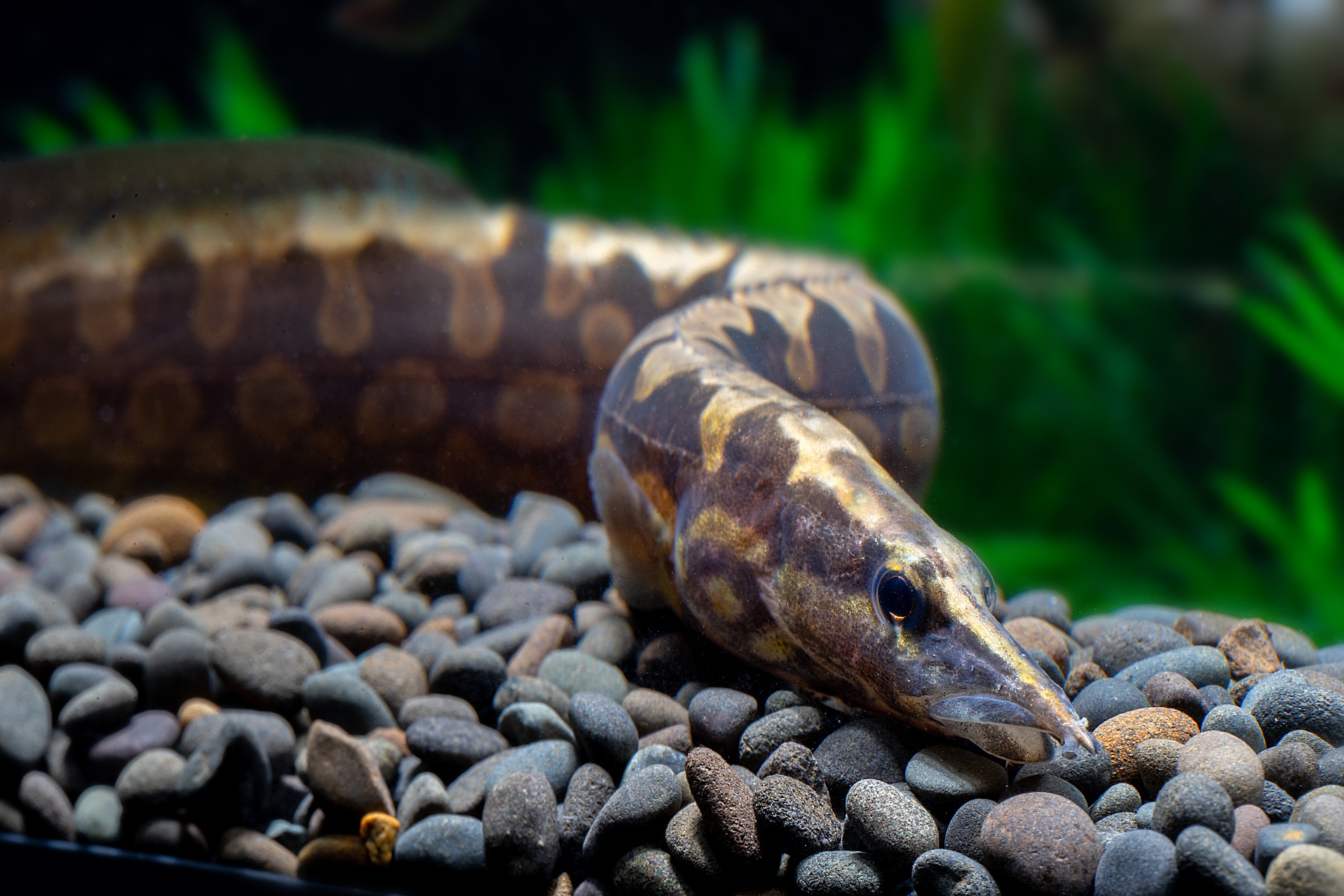 Mastacembelus armatus eel swimming on stones in planted tank