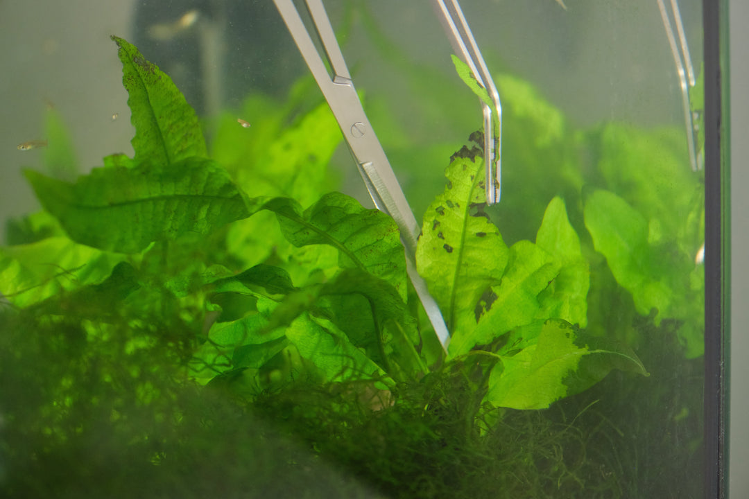 close up of scissors trimming melting aquarium plants