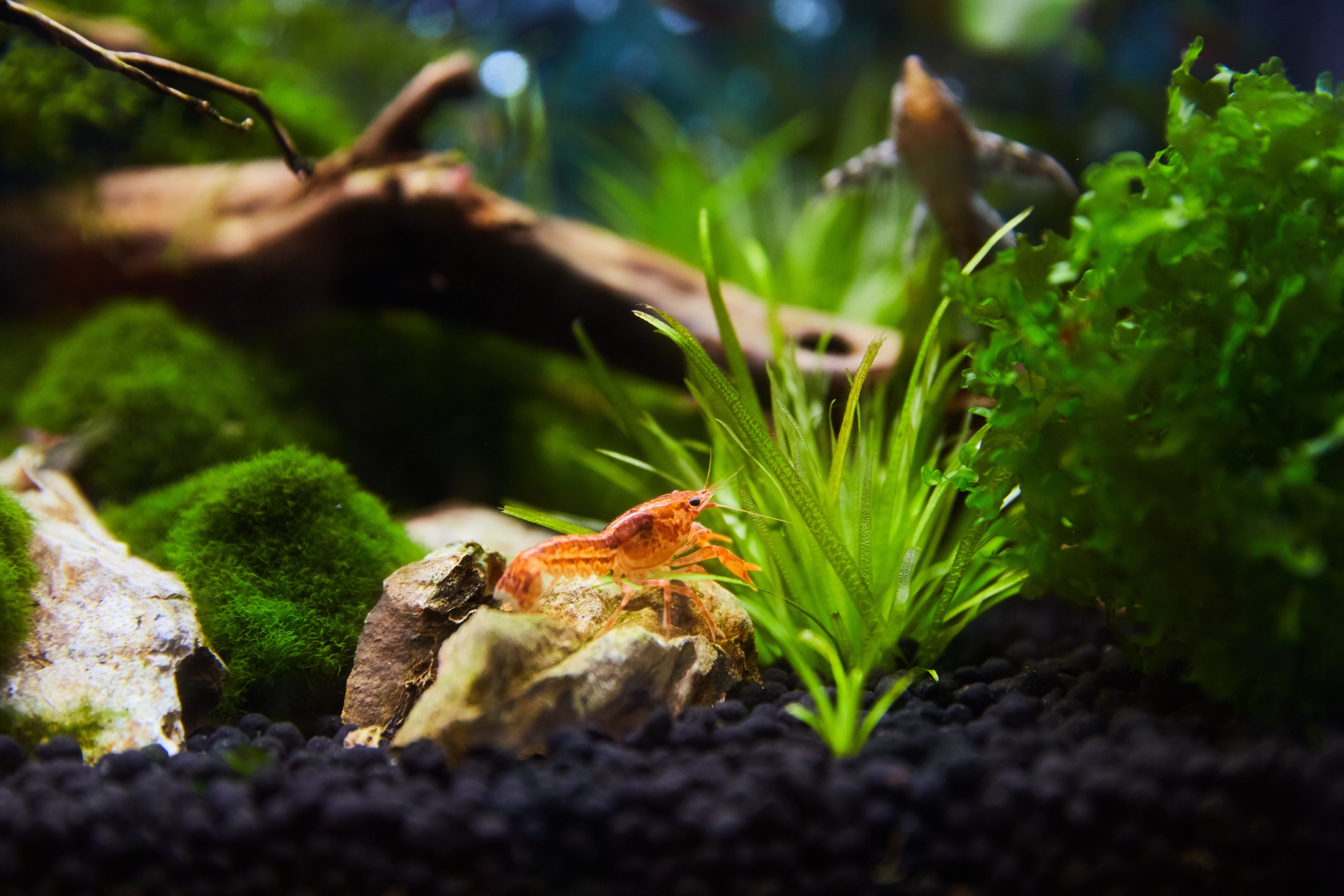 mexican freshwater crayfish on aquarium rocks in planted tank with many aquatic plants and substrates