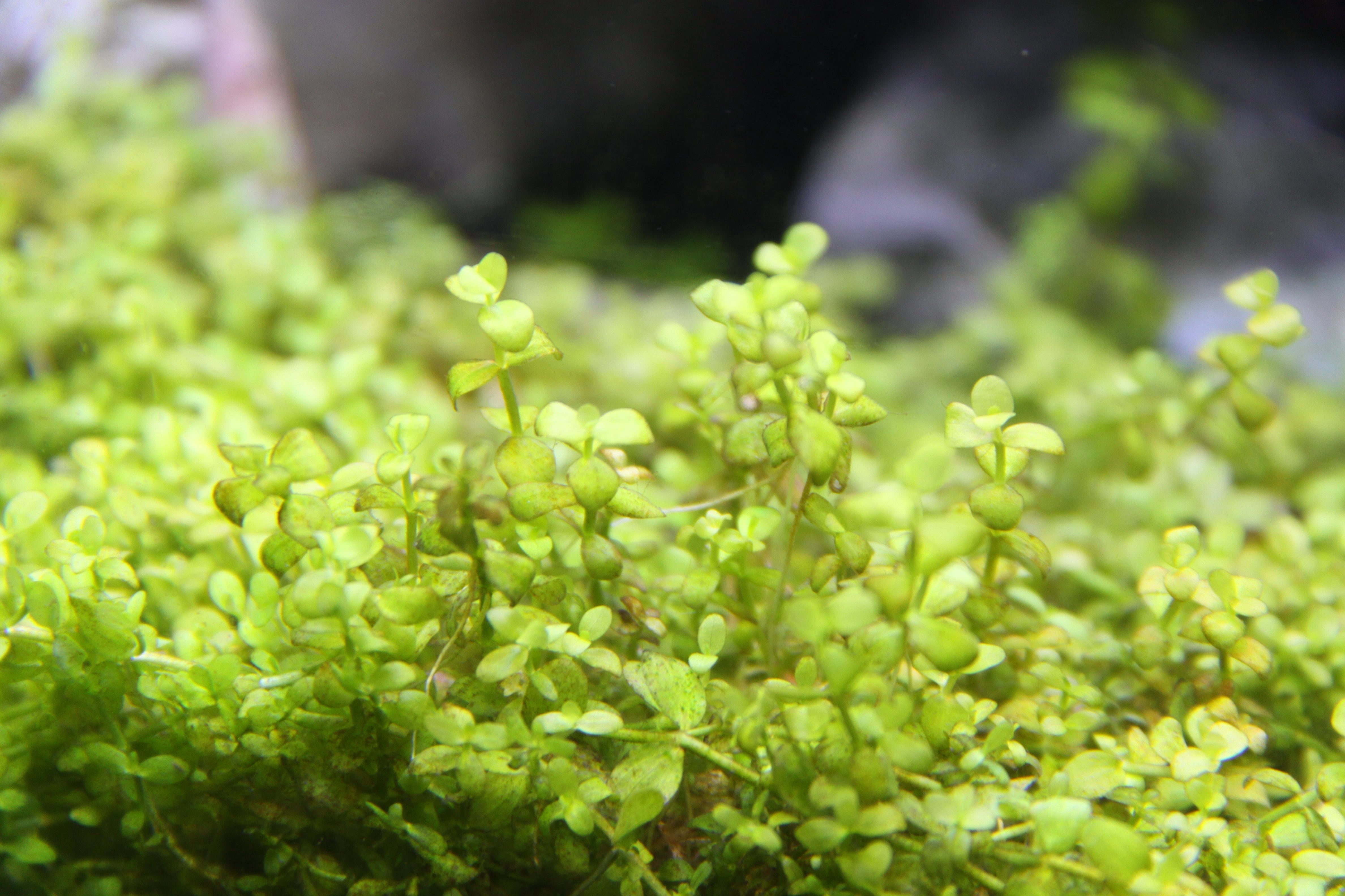 Micranthemum ‘Monte Carlo’ Carpeting Plant for Aquarium