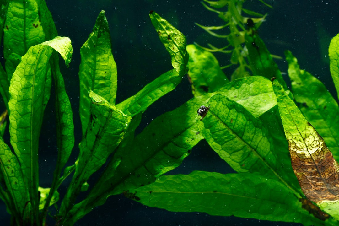 Aquarium Plant Nutrient Deficiencies: How to Read the Signs and Fix Them