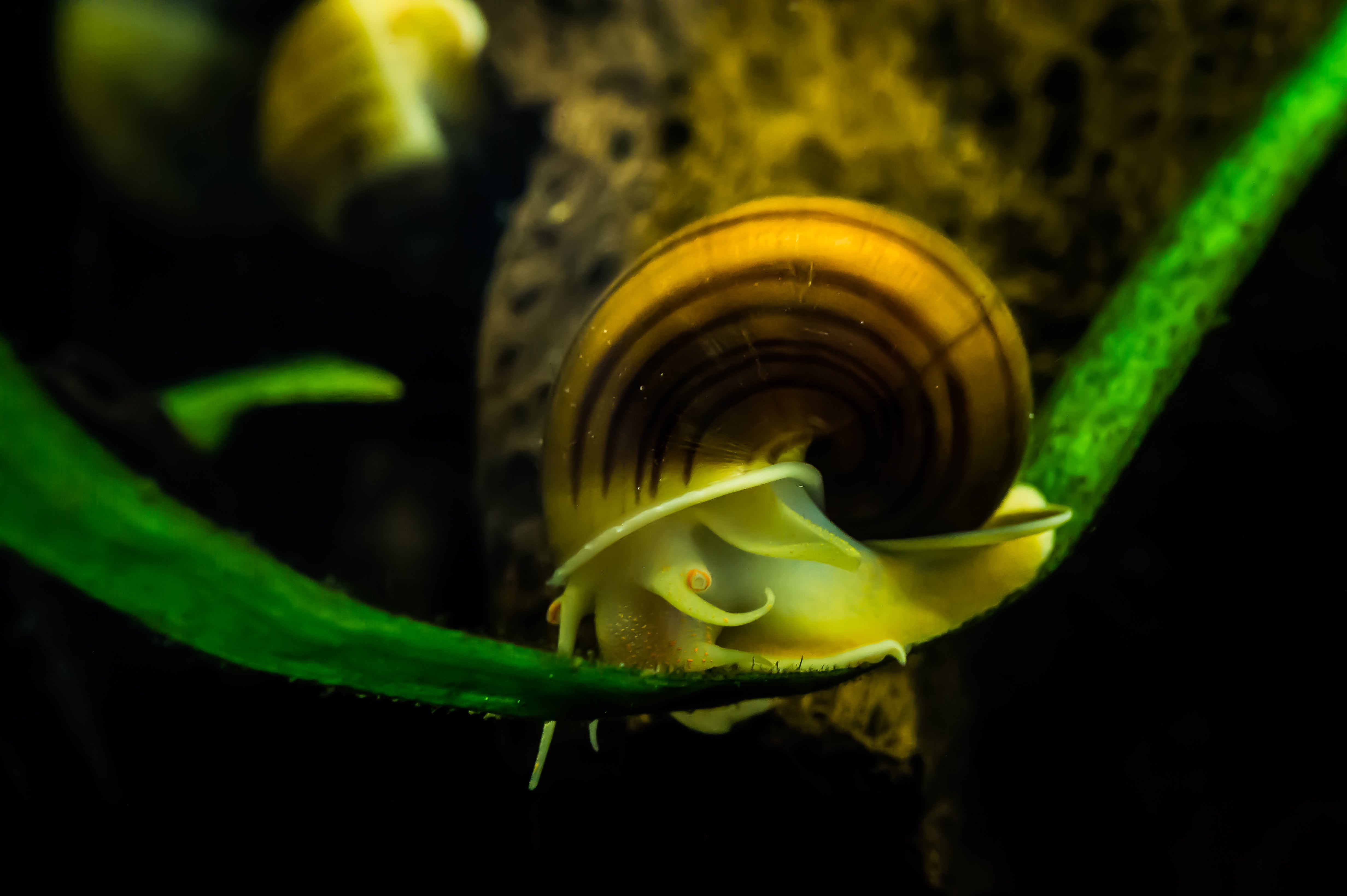 A mystery snail is crawling on plant in aquarium