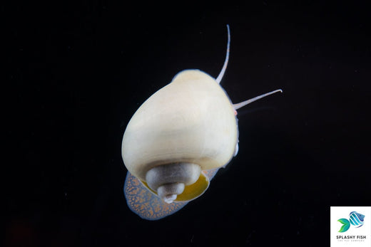 Blue Mystery Snail on the glass