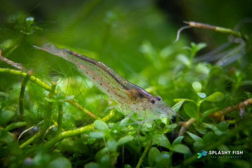 amano shrimp, amano shrimp size, amano shrimp lifespan, amano shrimp care, nano shrimp, amano shrimp temperature, algae eating shrimp, amano shrimp water parameters, amano shrimp colors, caridina multidentata, caridina japonica
