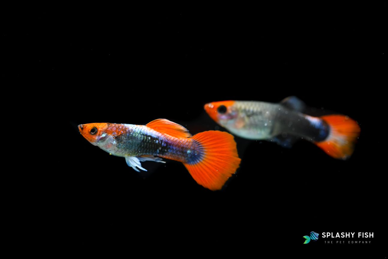 Top Five Tank Mates for Guppies | Splashy Fish Store