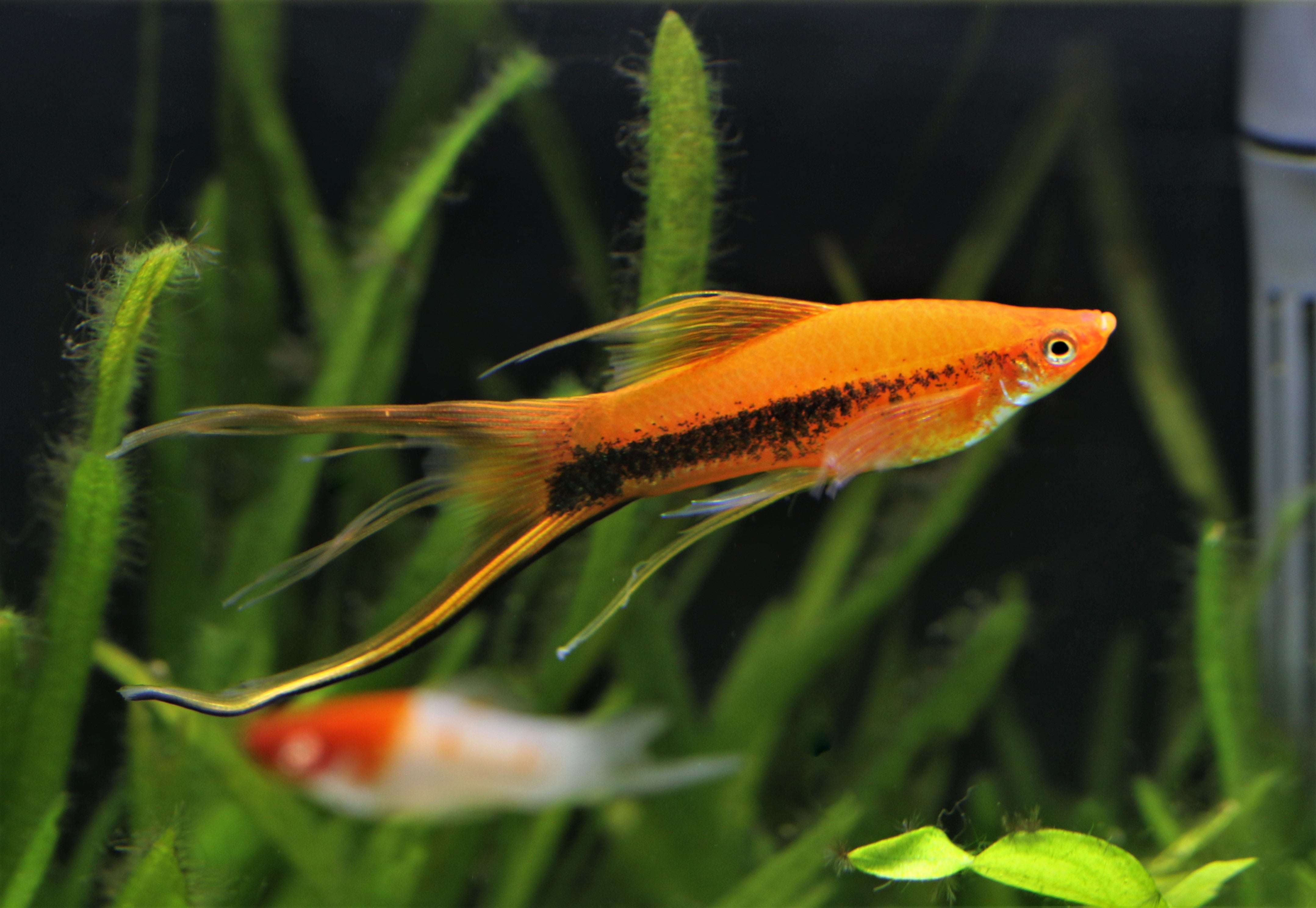 swordtail fish, swordtail, swordtails, sword tail, sword tail fish, swordtail fish size, swordtail fish types, lyretail swordtail, care guide for swordtail fish, swordtail fish care