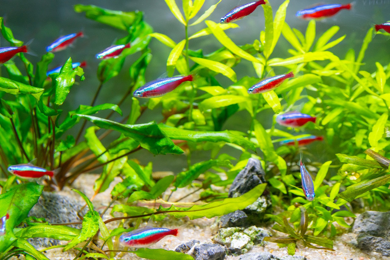 Mastering the Care of the Top 4 Most Popular Freshwater Fish for a Vibrant Aquarium