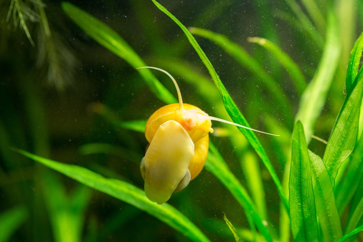 types of nerite snails, nerite snail types, top 5 different types of nerite snails for your aquarium tank, nerite snails, zebra nerite snail in aquarium tank, nerite freshwater snails