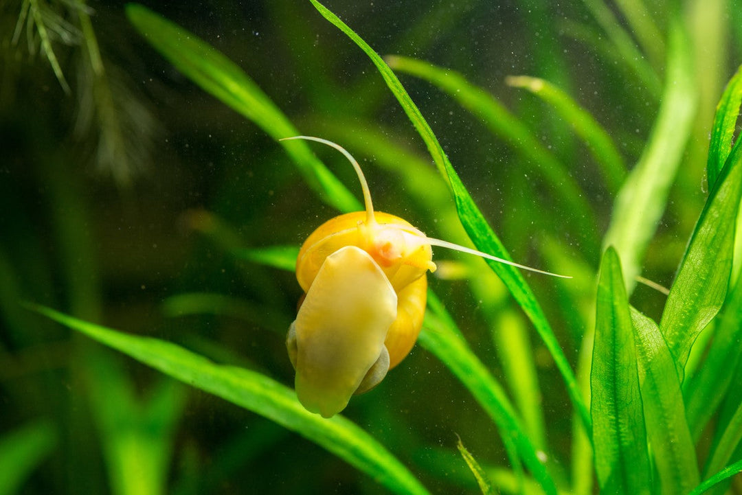 types of nerite snails, nerite snail types, top 5 different types of nerite snails for your aquarium tank, nerite snails, zebra nerite snail in aquarium tank, nerite freshwater snails
