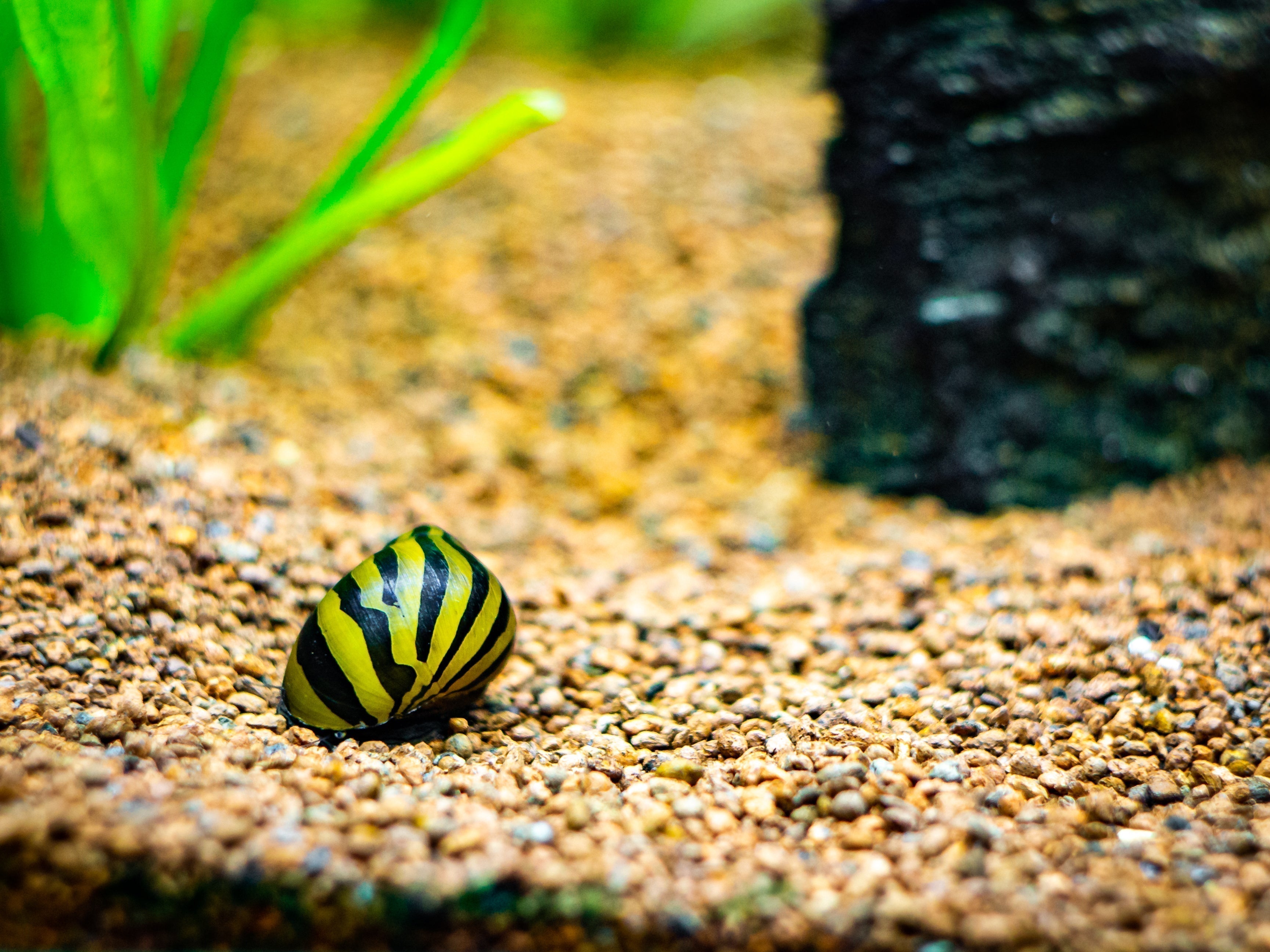freshwater snail types, types of freshwater snails, freshwater snail species, aquarium snails for beginners, popular types of freshwater snails to keep in aquarium for beginners, species of freshwater snails, snails for freshwater aquarium