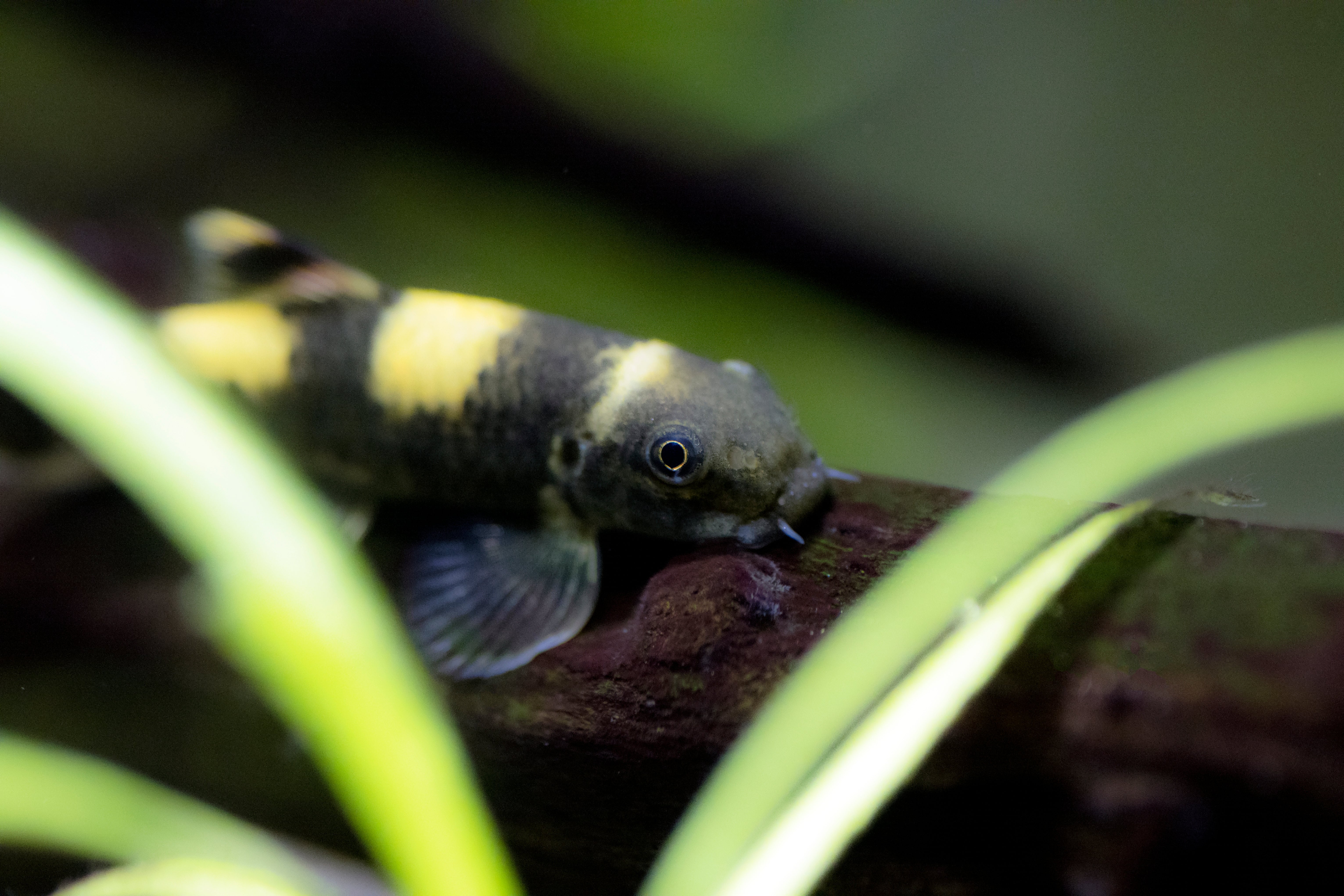 Panda Garra (Garra flavatra) swimming on wood in planted aquarium