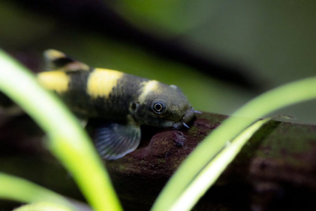 Panda Garra (Garra flavatra) swimming on wood in planted aquarium