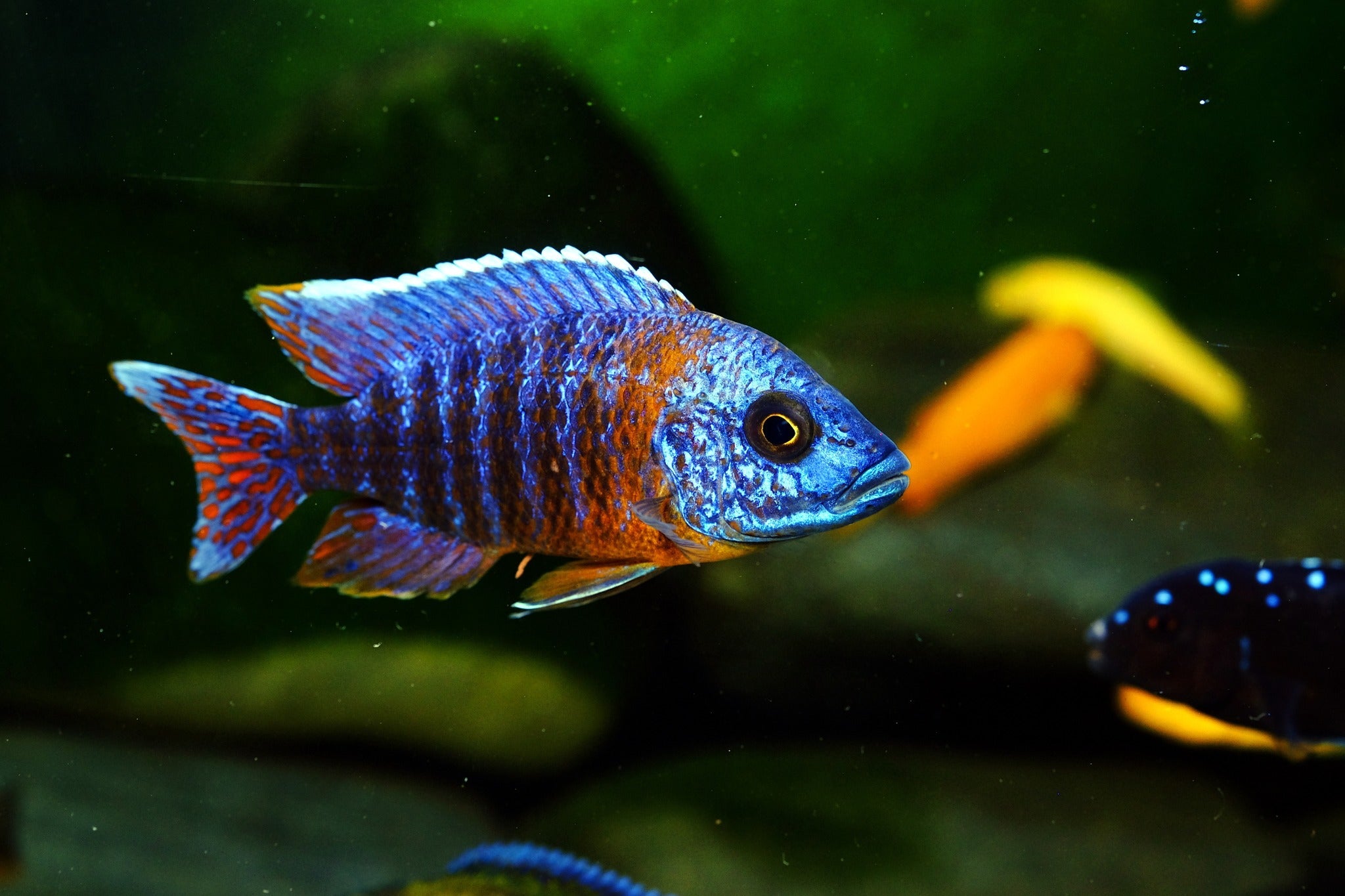 Peacock Cichlid Fish, Cichlids Fish, Freshwater Fish, Blue Peacock Cichlid, Cichlids Care Gudie, How to Care for Peacock Cichlid Fish