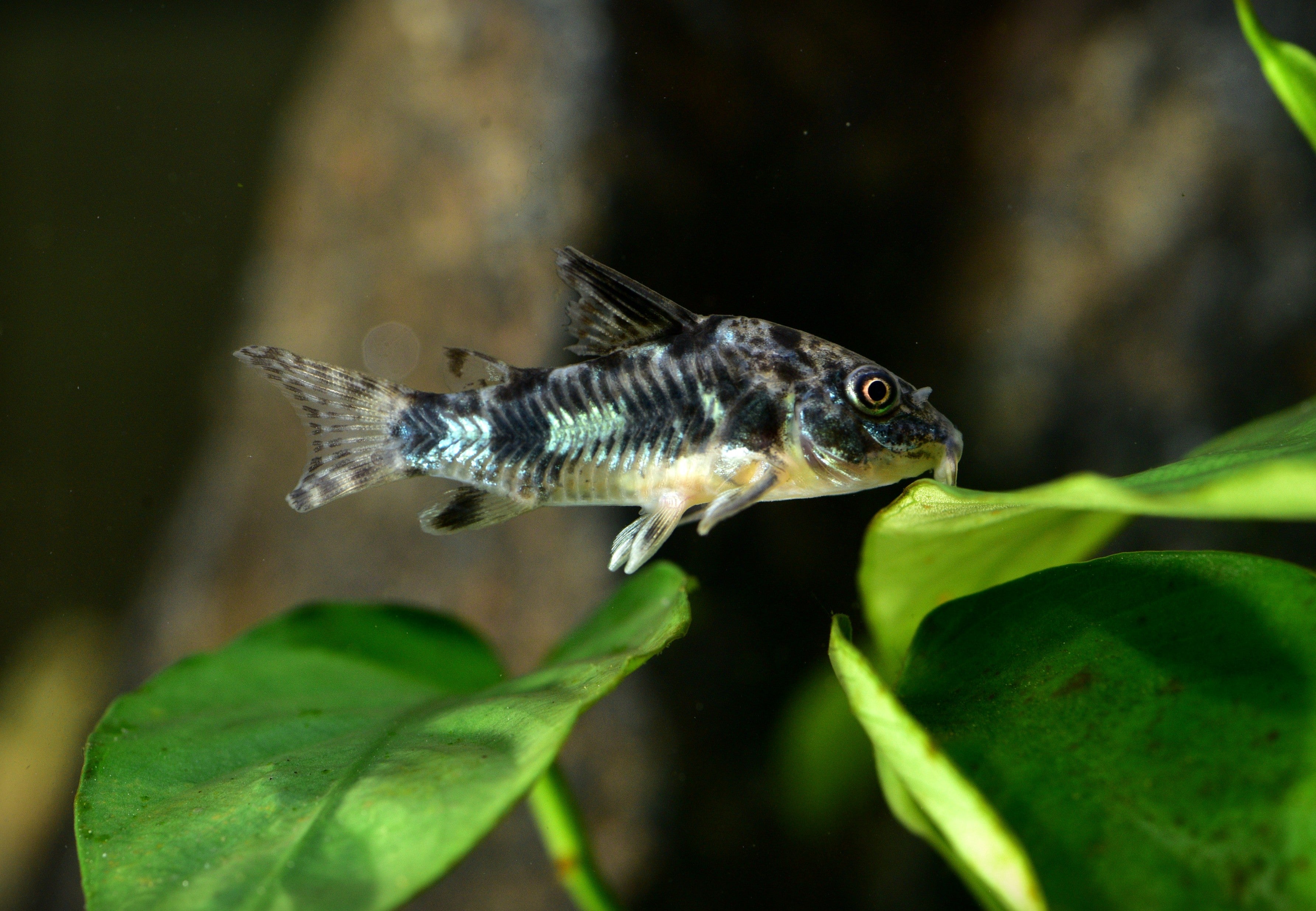 cory catfish, corydoras, corydoras catfish, cory fish, corydora, corydora catfish, corys, cory catfish care, corys fish, corydora fish, corydoras fish, care guide for corydoras catfish