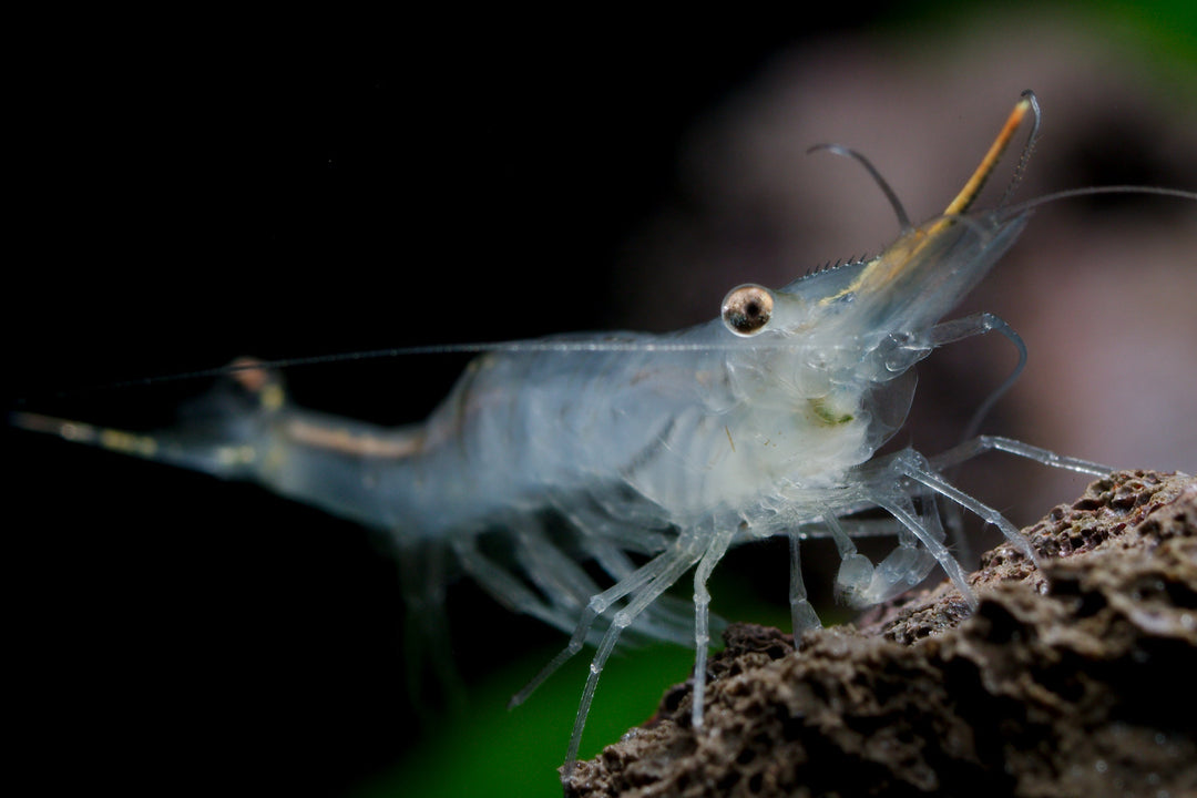 Pinocchio shrimp eating and sitting on substrate