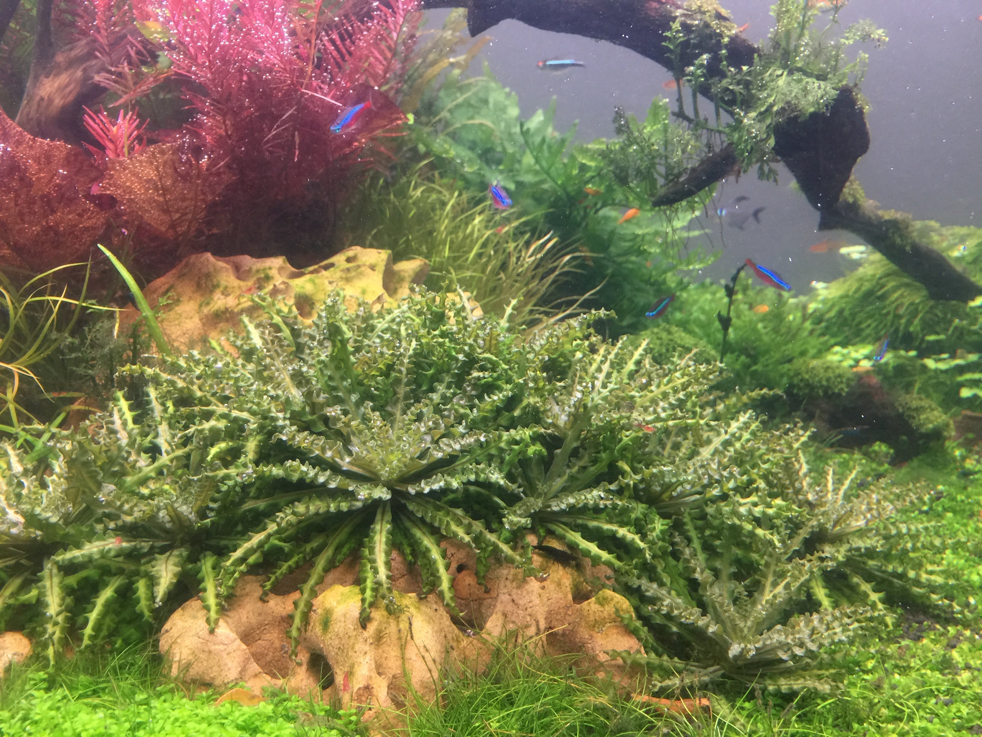 foreground plants in planted tank