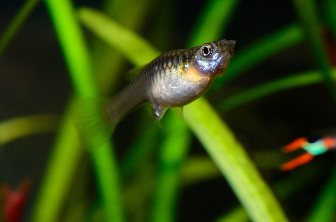 Guppy Fish, Top 10 Live Aquatic Plants for Guppy Fish Tank, Freshwater Plants for Guppy Fish