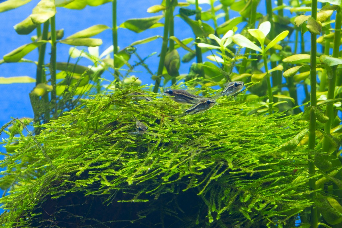 Top 7 Most Popular Types of Aquatic Plants to Create Aquascaping Tank, Planted Tank, Fish Tank, Freshwater Plants, Aquatic Plants for Fish Tank