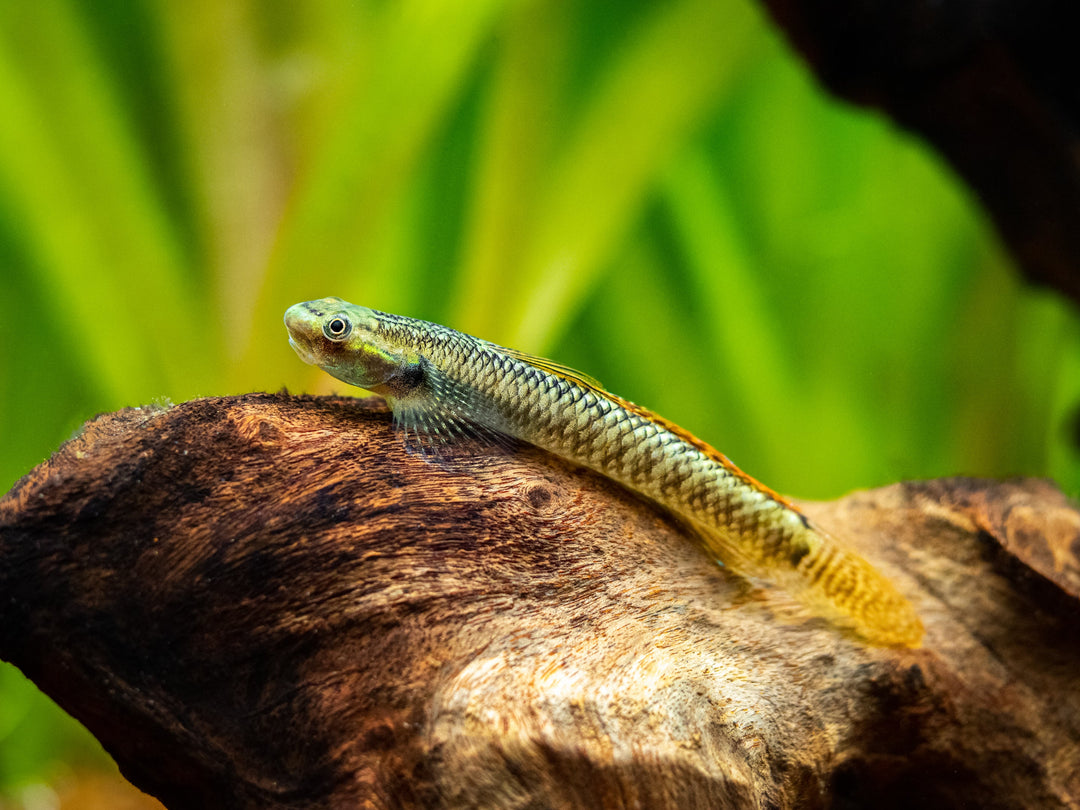 Rainbow Goby (Stiphodon ornatus) on rocks in planted tank