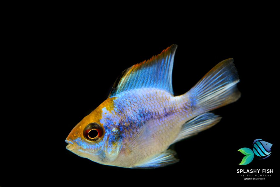 CARE GUIDE FOR YOUR GERMAN BLUE RAM | Splashy Fish