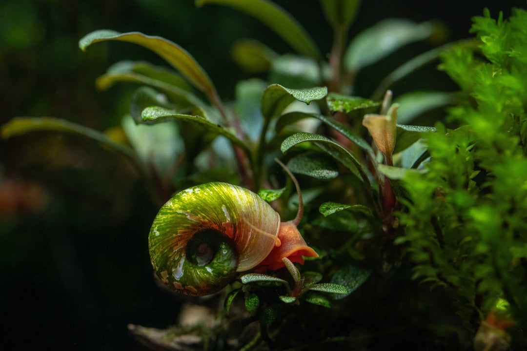 ramshorn snail, ramshorn snails, ramshorn, rams horn snails, rams horn snail, ramshorns, ramshorn snail colors, ramshorn snail aquarium, ramshorn snail care, ramshorns snails, ultimate care guide for ramshorn snail