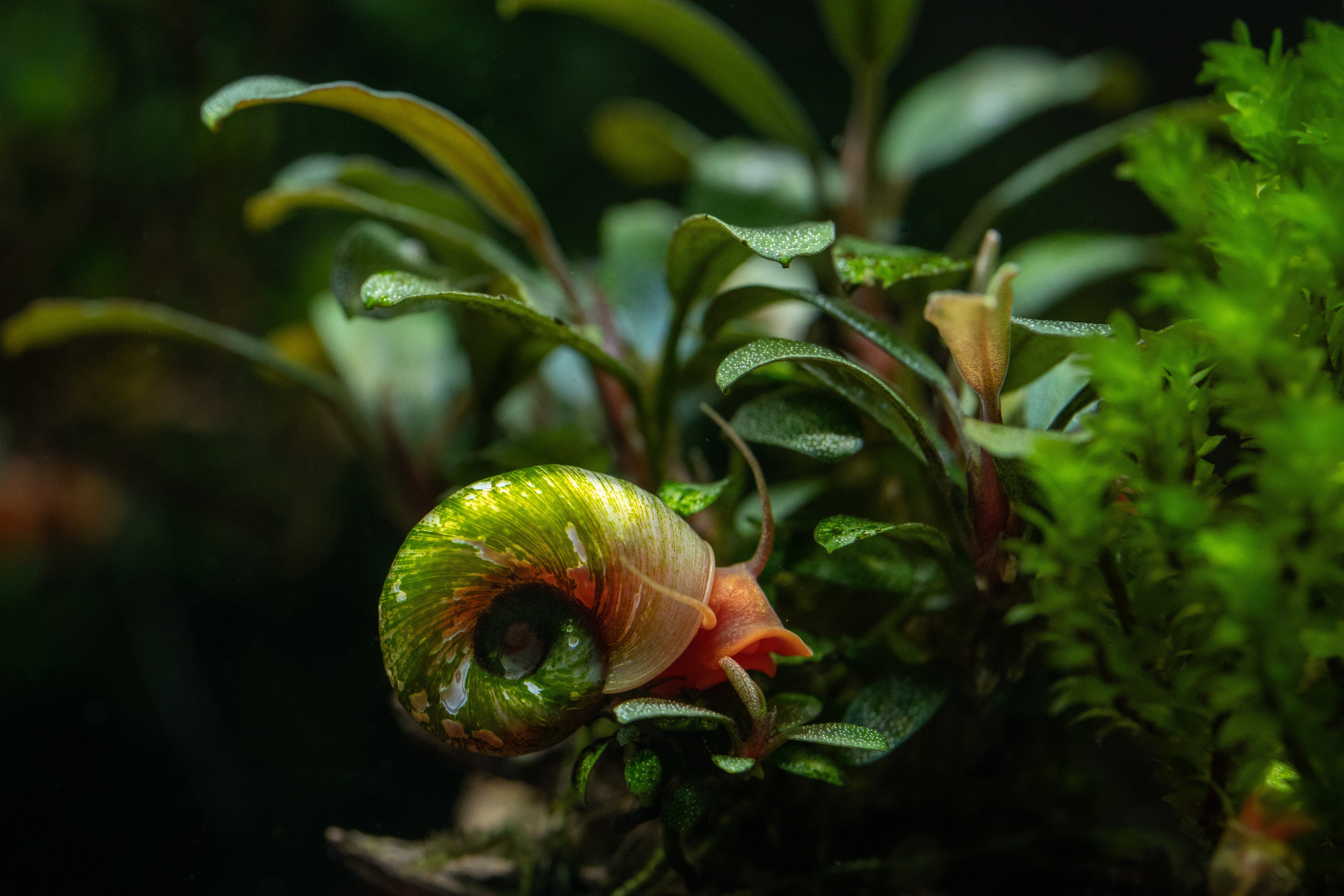 ramshorn snail, ramshorn snails, ramshorn, rams horn snails, rams horn snail, ramshorns, ramshorn snail colors, ramshorn snail aquarium, ramshorn snail care, ramshorns snails, ultimate care guide for ramshorn snail