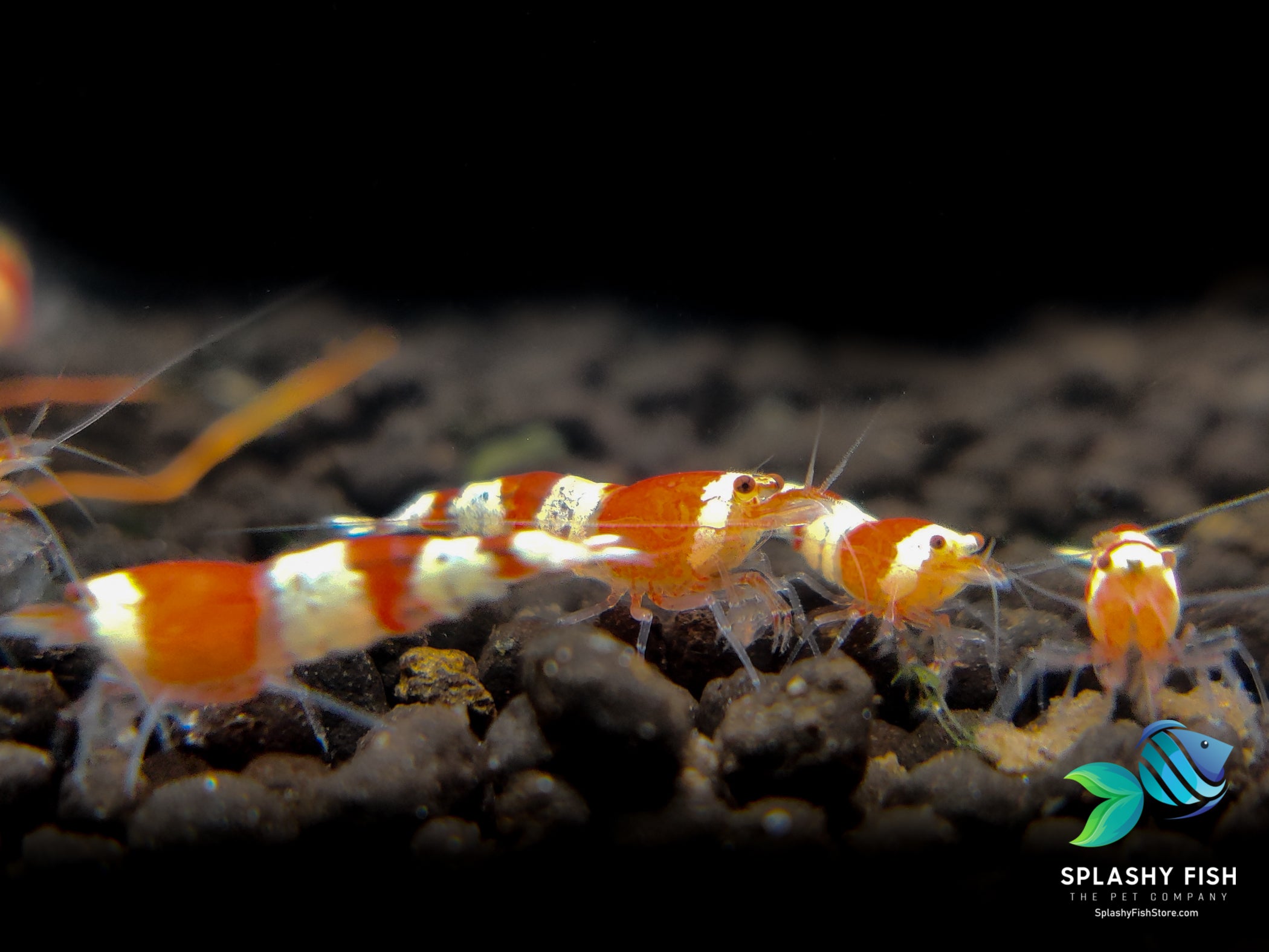 Caridina vs Neocaridina Shrimp, caridina shrimp, crystal red shrimp, differences between caridina and neocaridina shrimp, Caridina cantonensis