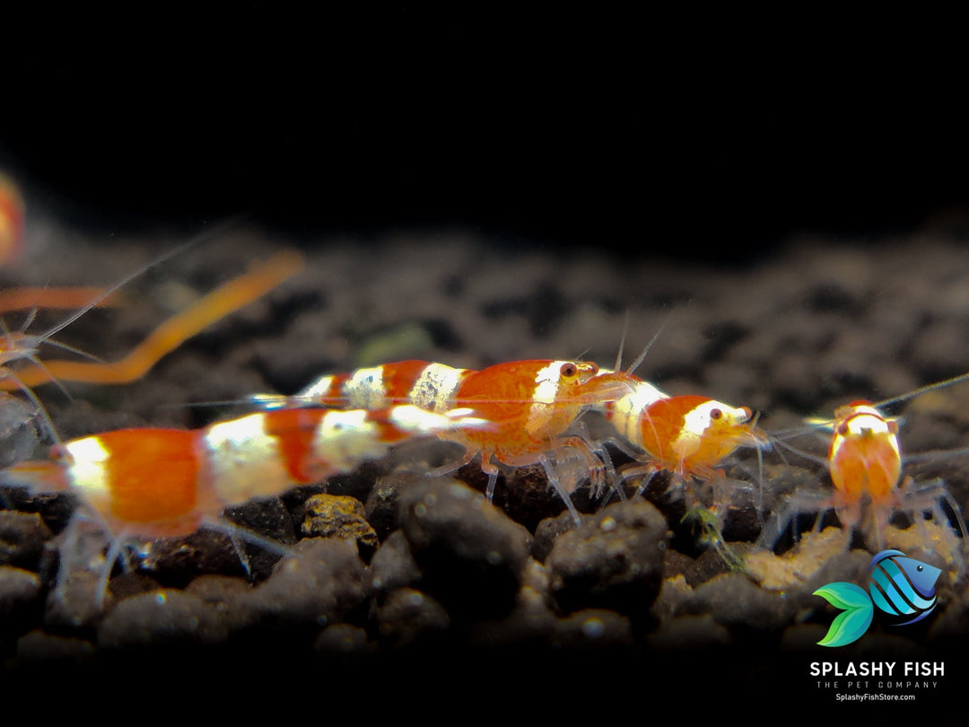 Caridina vs Neocaridina Shrimp, caridina shrimp, crystal red shrimp, differences between caridina and neocaridina shrimp, Caridina cantonensis