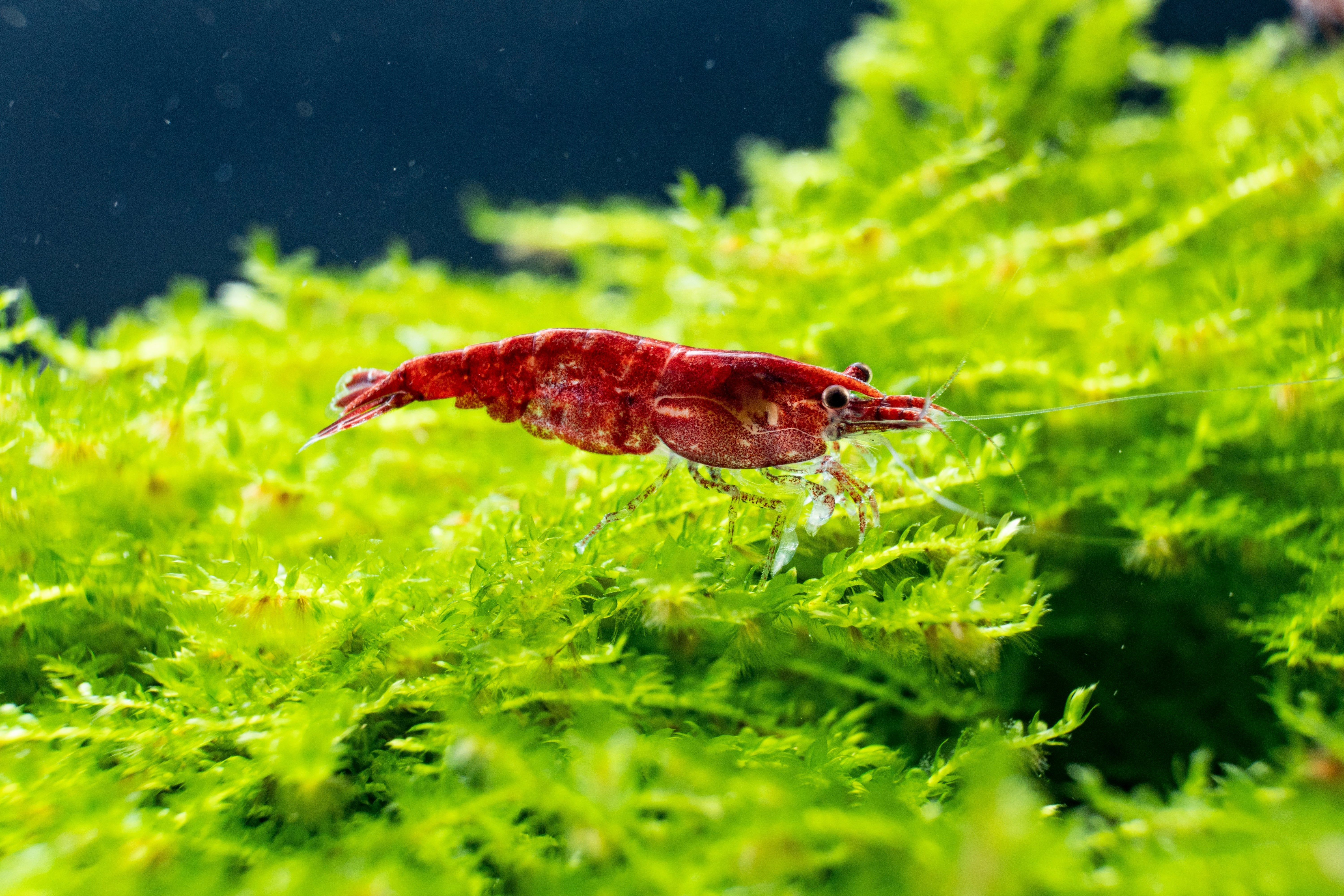 pregnant cherry shrimp, baby cherry shrimp, neocaridina shrimp breeding, cherry shrimp breeding, how to breed cherry shrimp, breeding, cherry shrimp, cherry shrimp babies, cherry shrimp pregnant