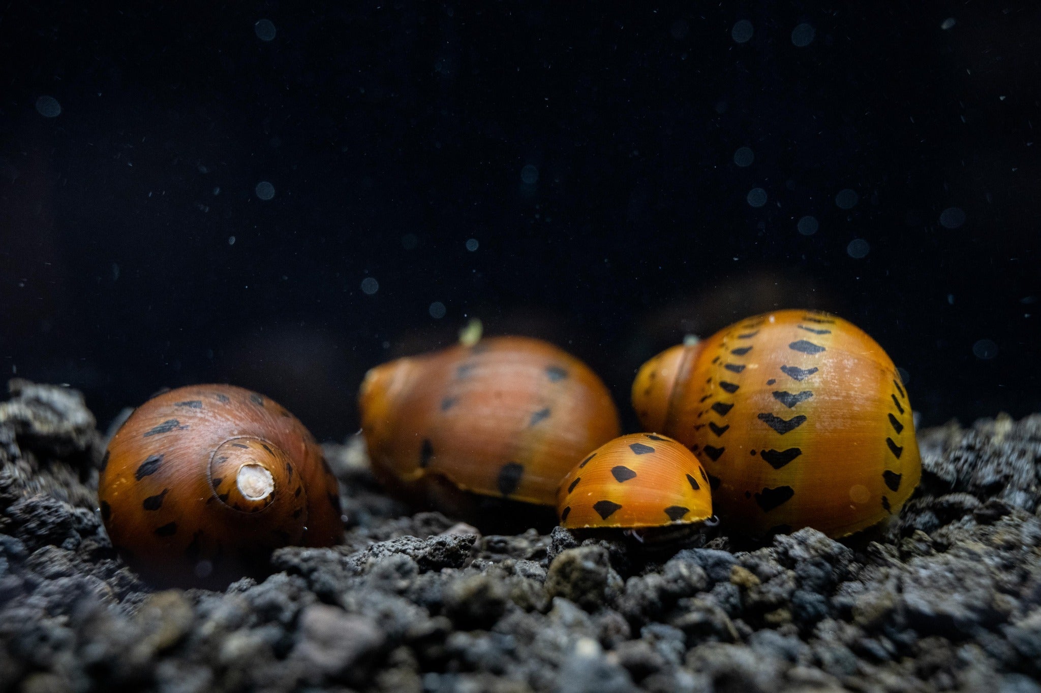 Nerite Snails, Ultimate Care Guide for Nerite Snails, Freshwater Snails